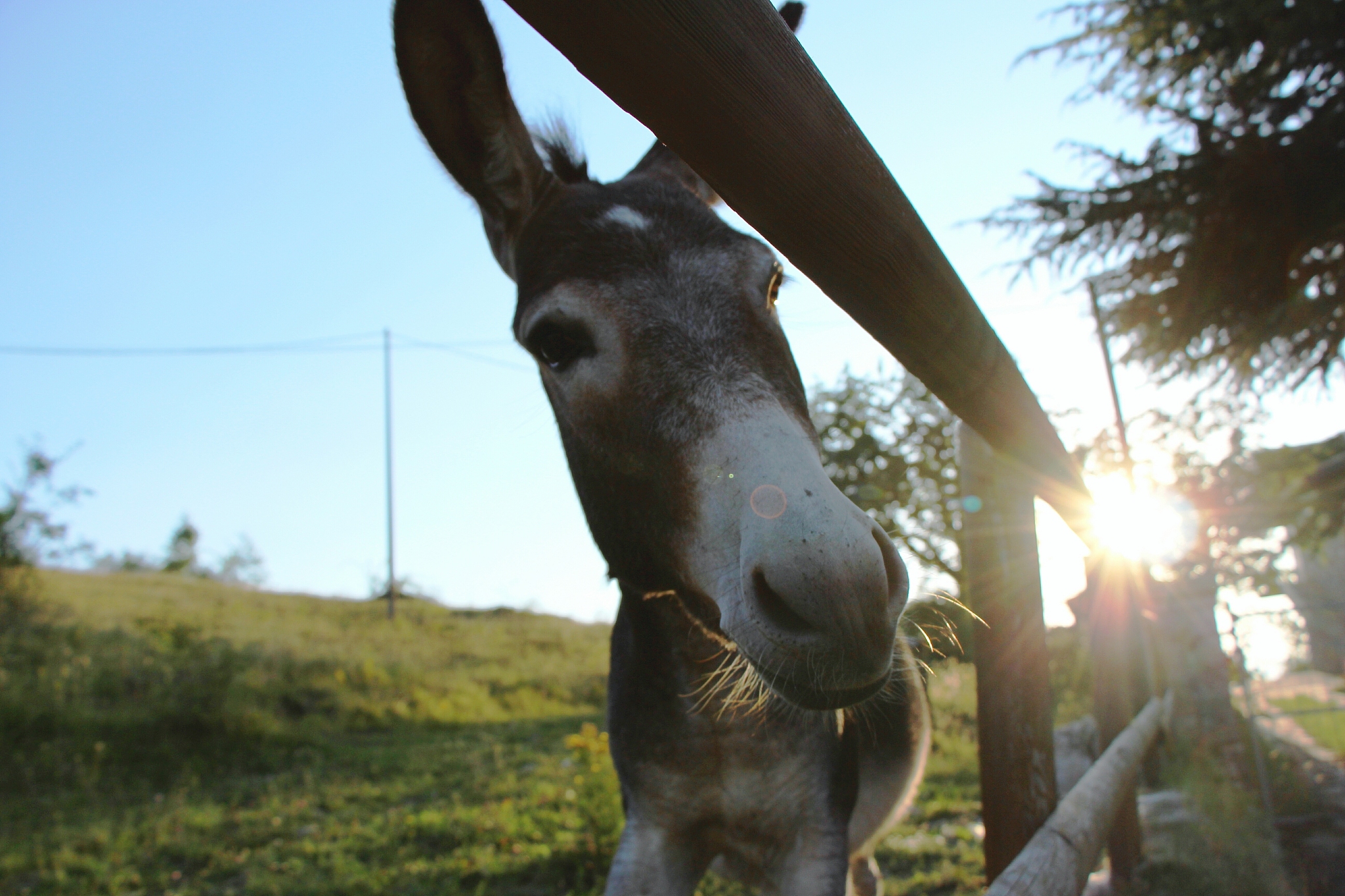 portrait of donkey standing on field against sky