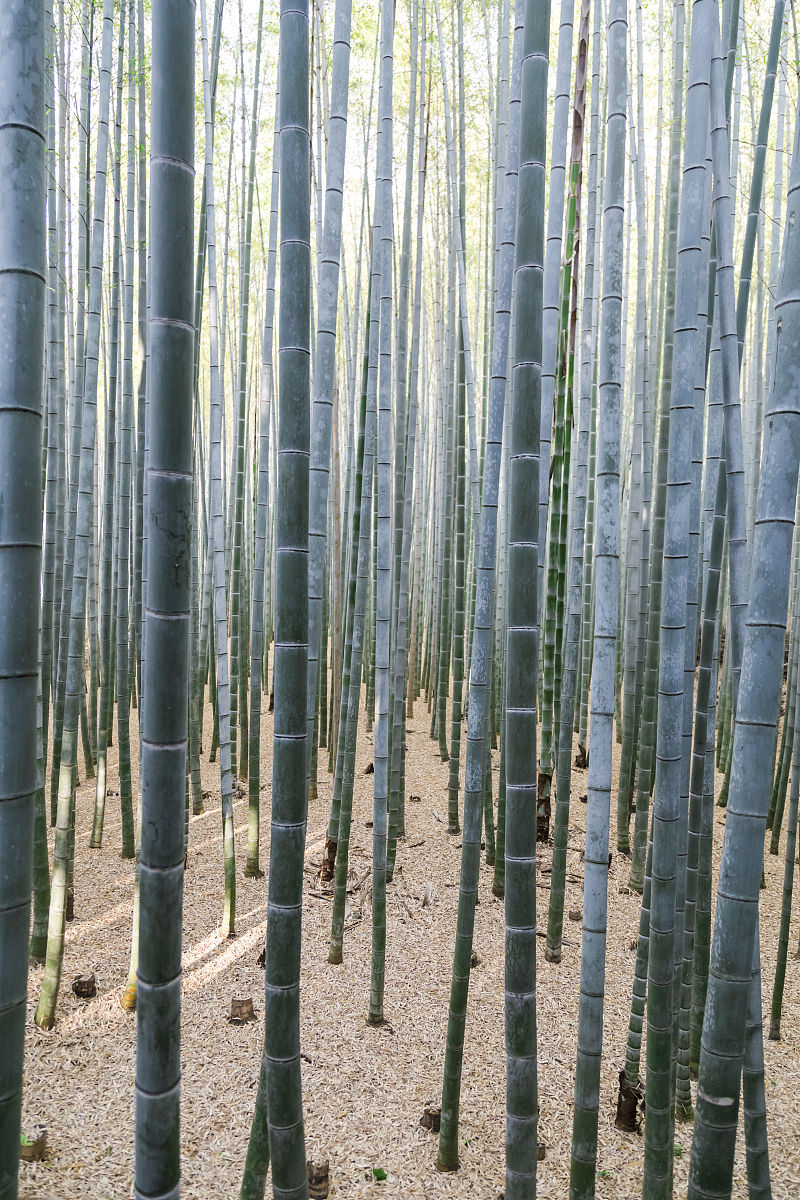 竹林