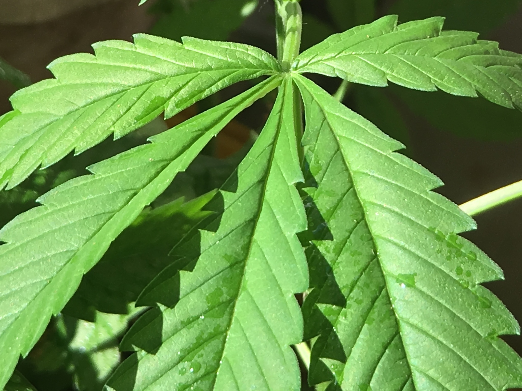 medical cannabis plant growing