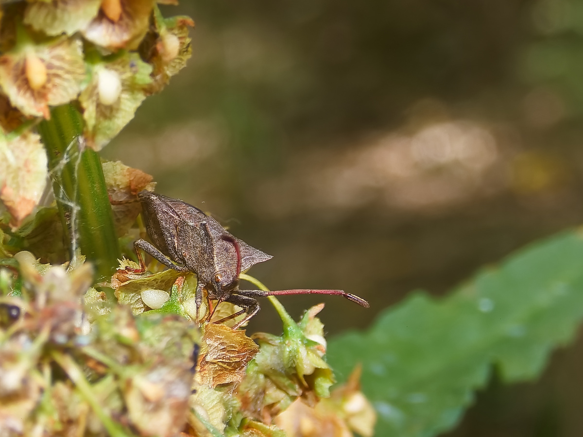 中国林业害虫问题：现状、影响及数据分析
