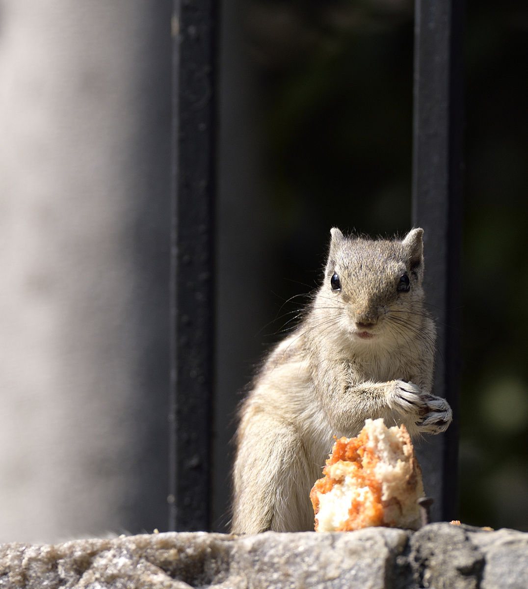 后院惊奇发现：一只爱玩耍的小松鼠
