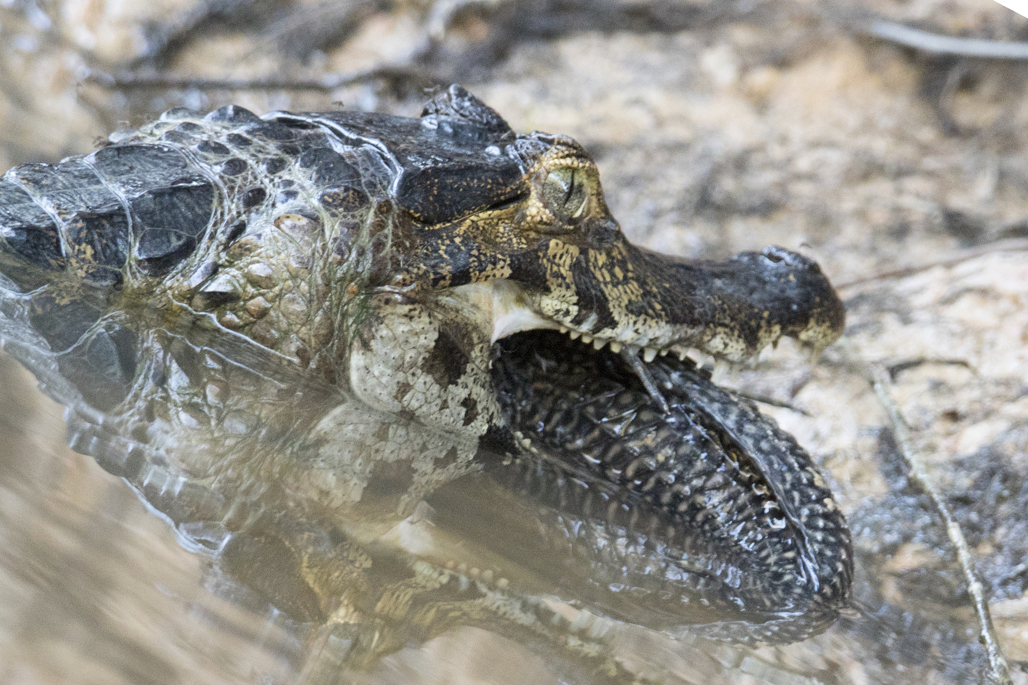 yacare caiman eating a fish close-up