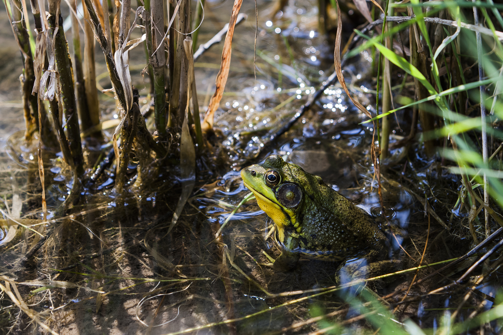 吉林省林蛙养殖情况。结合吉林省地势和养殖数据写1000字叙述