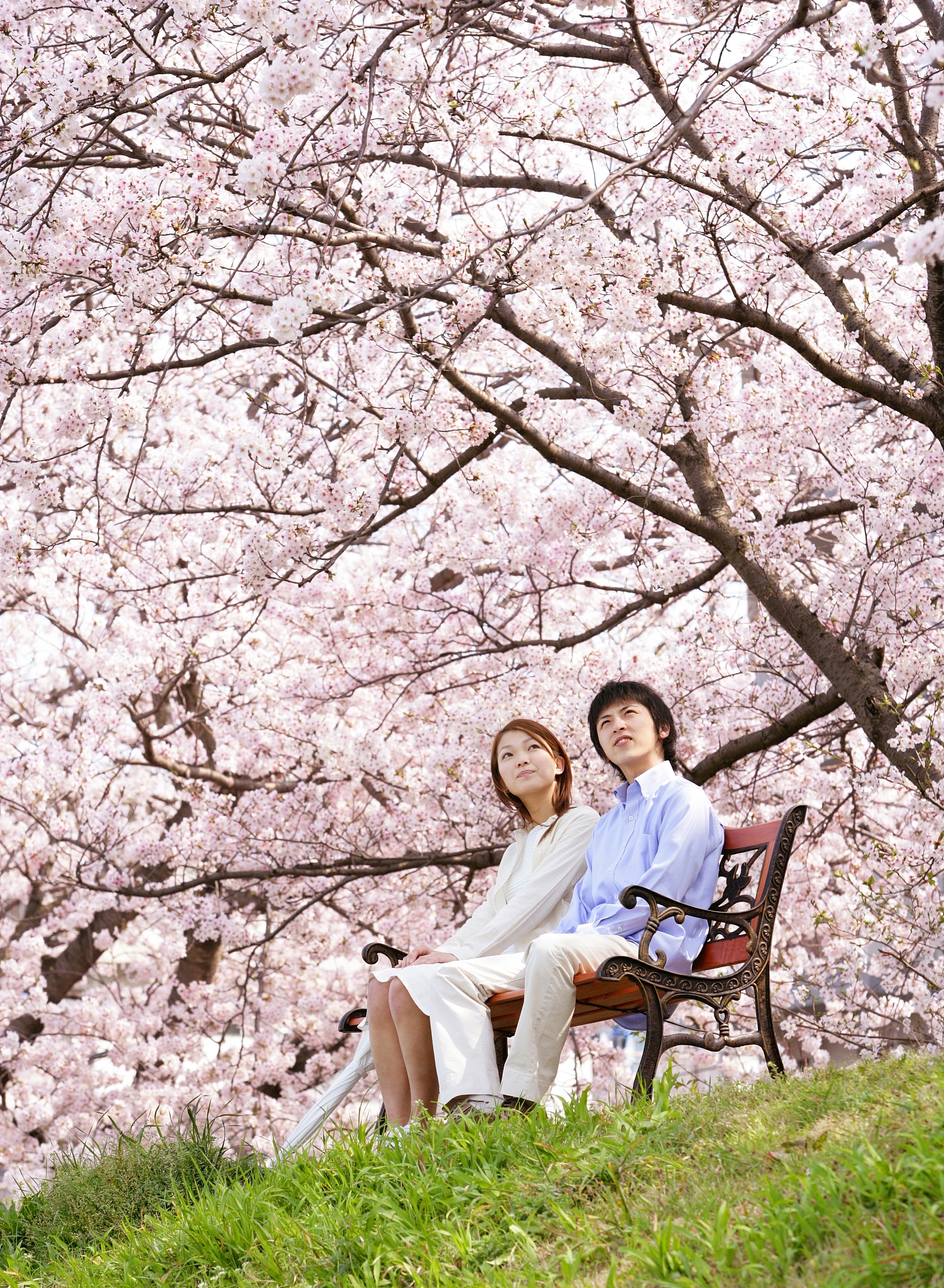 写一篇长篇小说男主家庭条件好但是家里不太和睦有个继母女主家庭条件一般但是家庭很和睦男主逃离家门去往日本女主去日本留学他俩在樱花树下邂逅