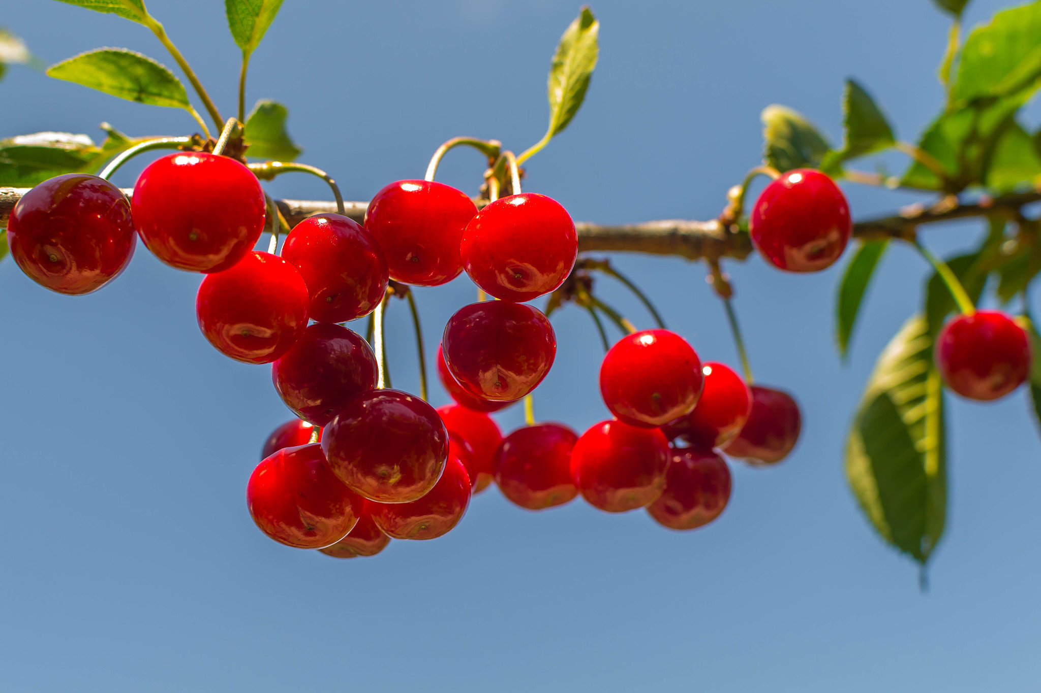 cherry