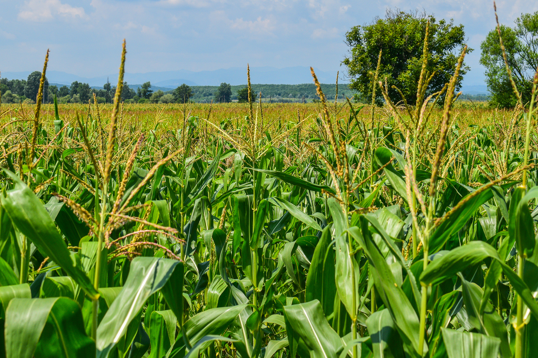This study was based on the daily meteorological data of 101 meteorological stations from 1971 to 2000 and the 025°×025° griddata from 1951 to 2100 simulated by RegCM3 under the future A1B climatic sc