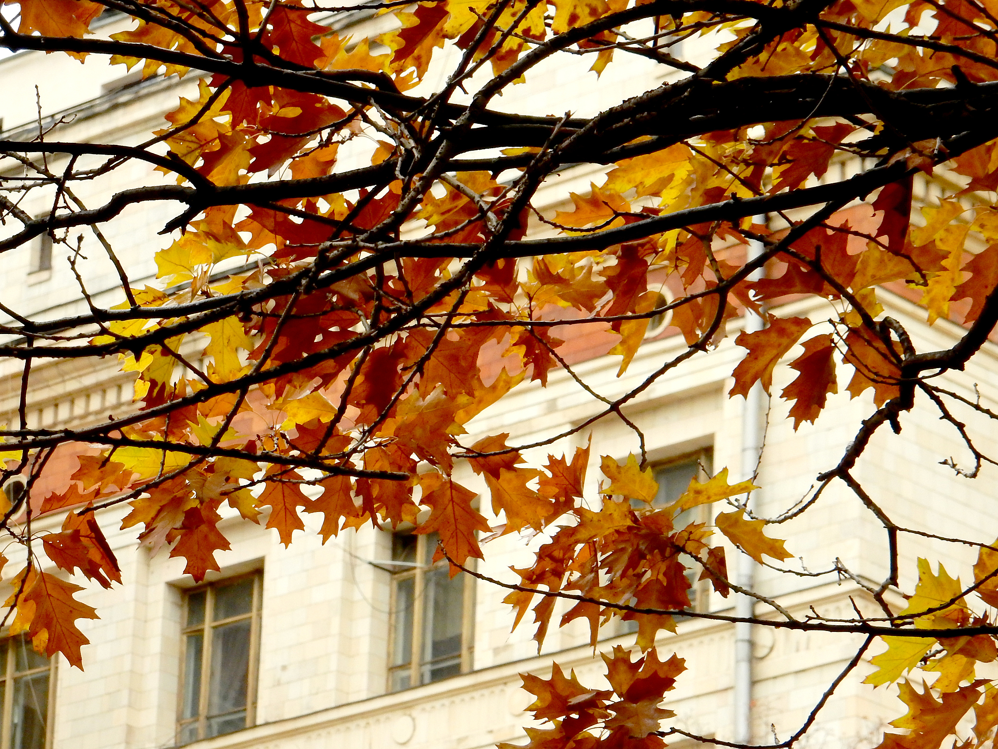 广州市不同类型城市绿地土壤有机质、pH和全氮分布特征