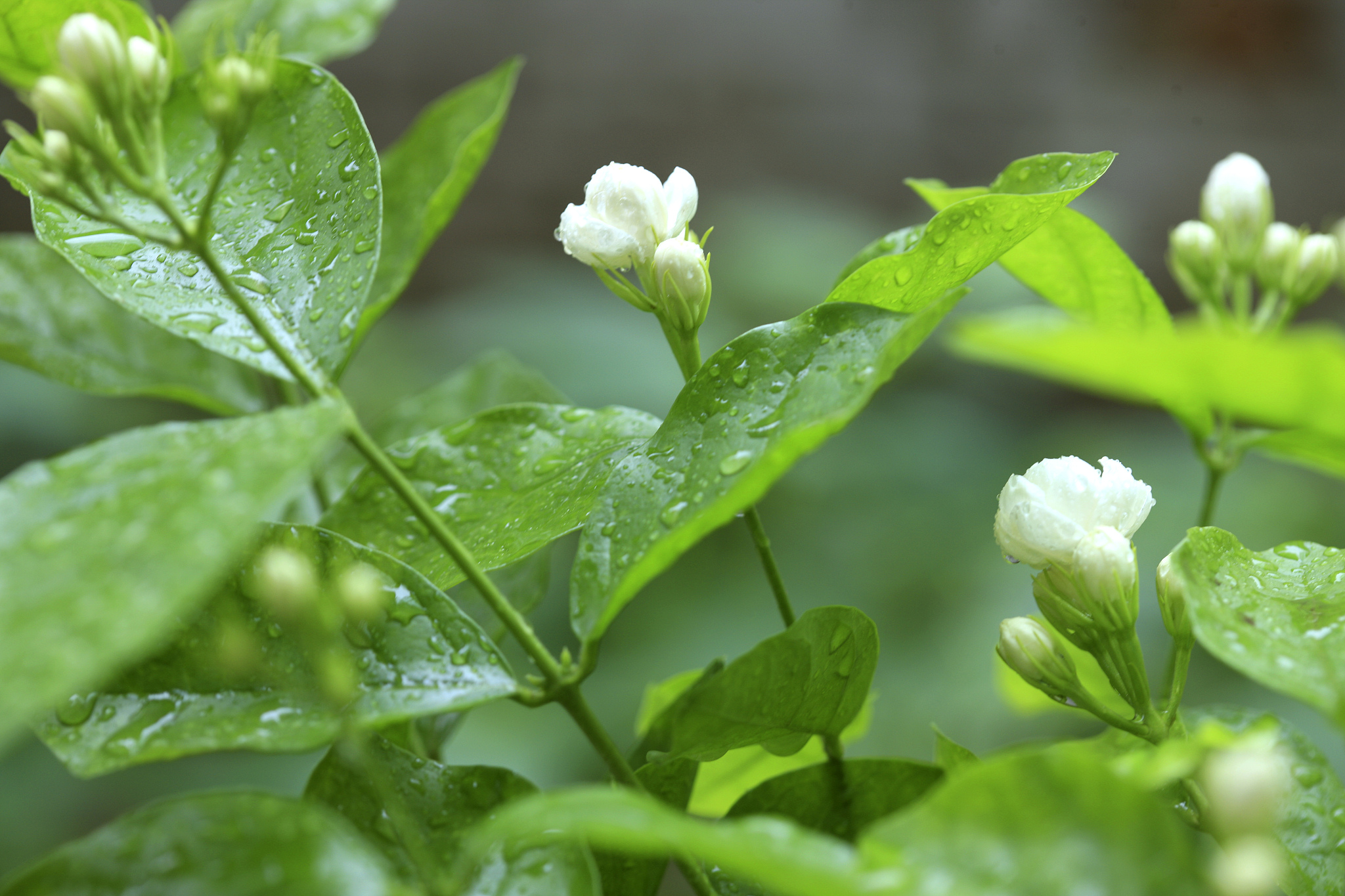 白色花瓣绿色叶子的花