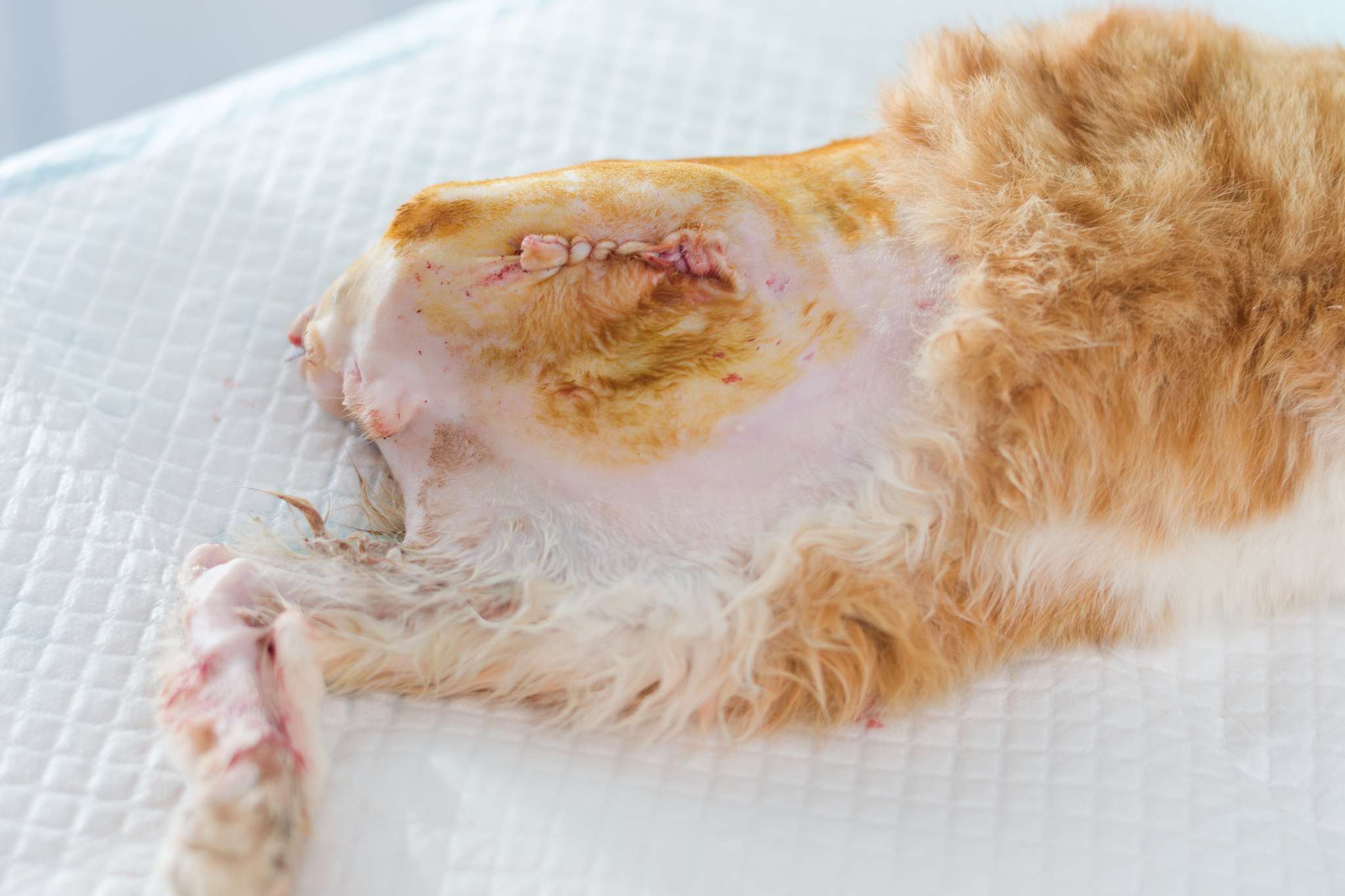 猫患滴虫怎么办？治疗方案和预防措施