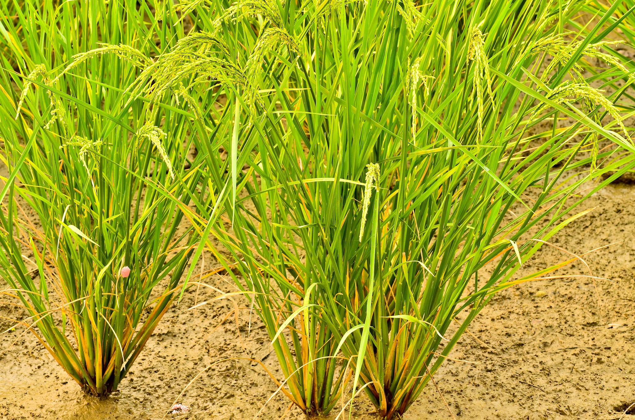 菵草基因型差异对生长和竞争能力的影响研究