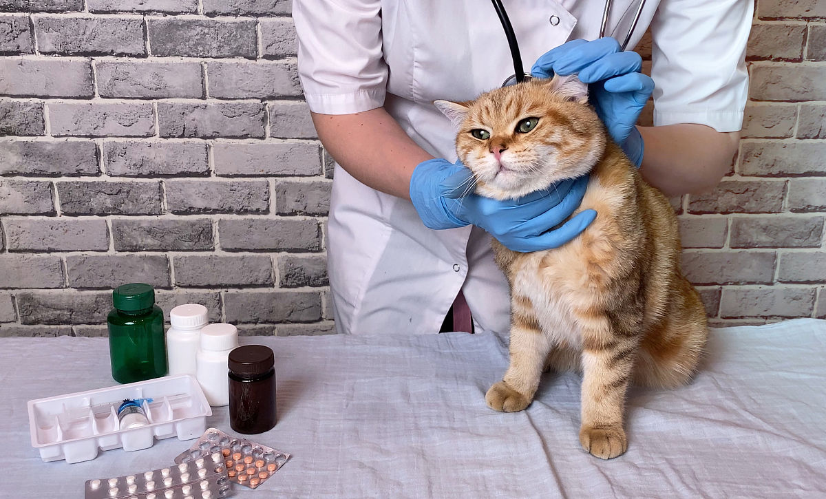 但妈妈不想承担责任她的老猫死了她说她照顾一只猫 35 年就够了