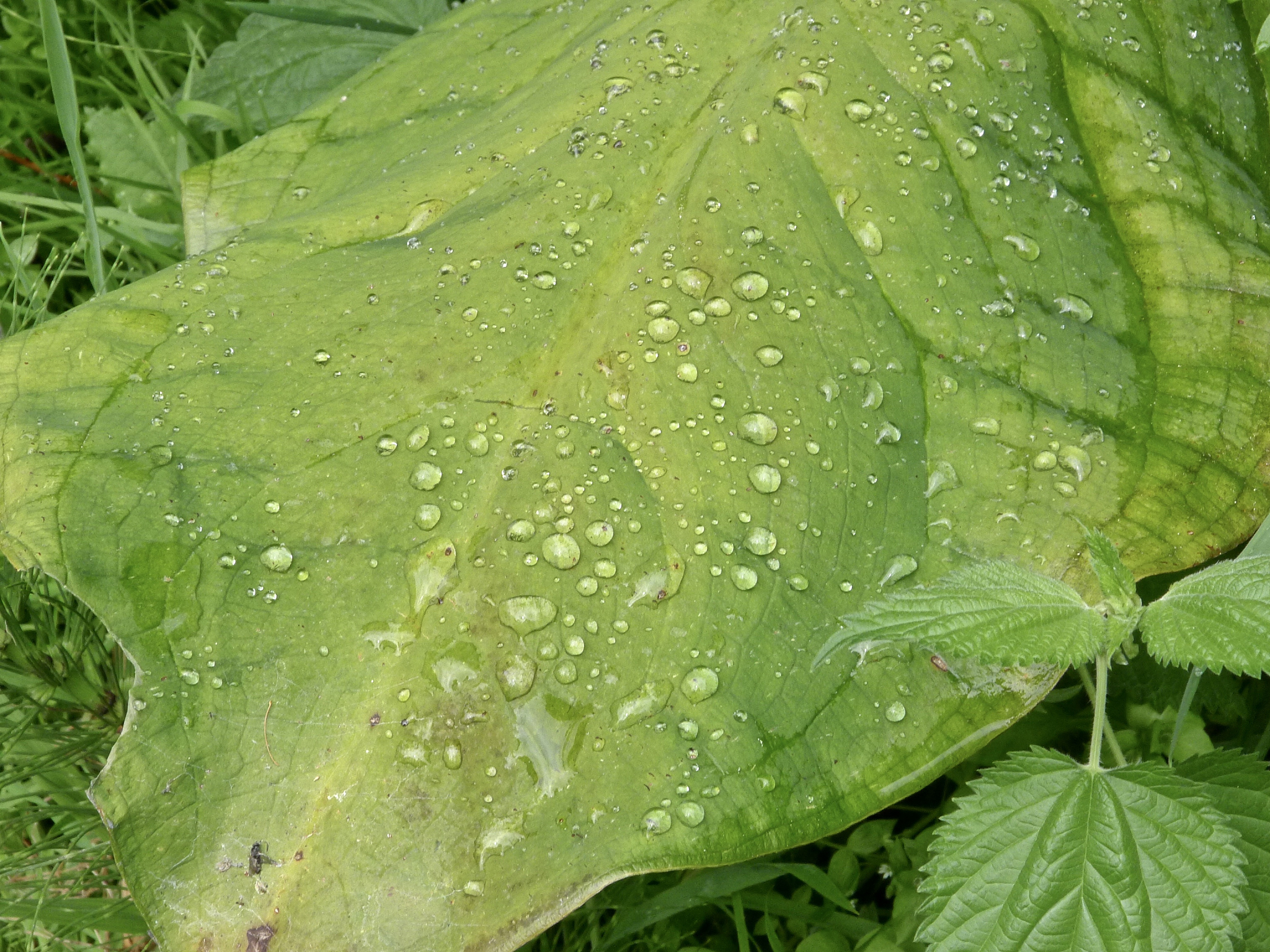 能不能防治烟草炭疽病