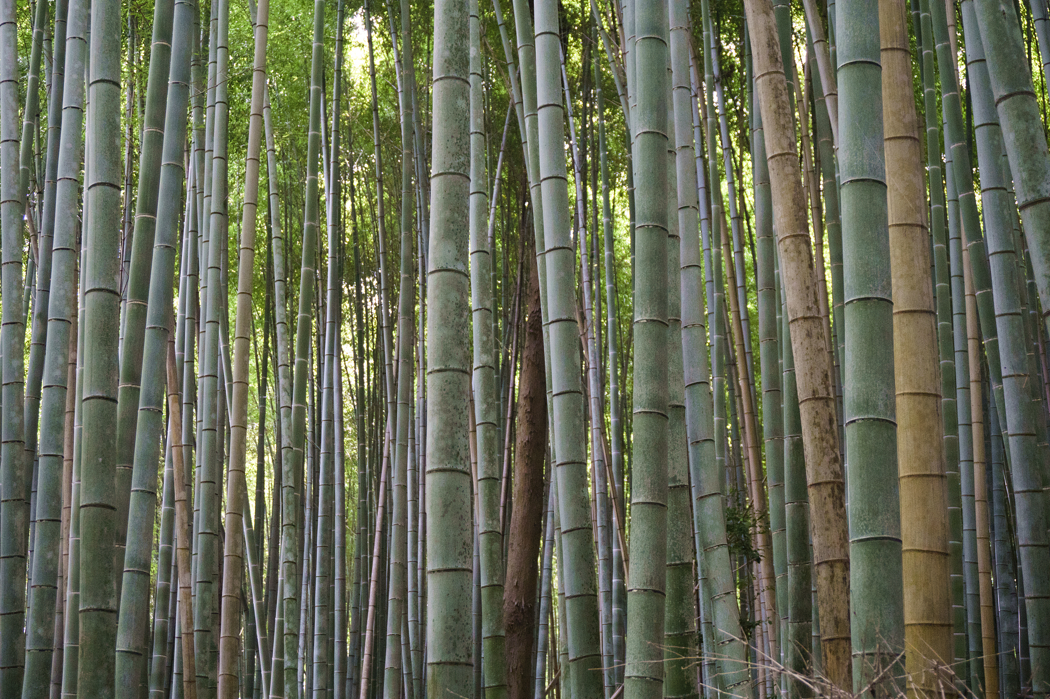 japan, kyoto, arashiyama, bamboo forest