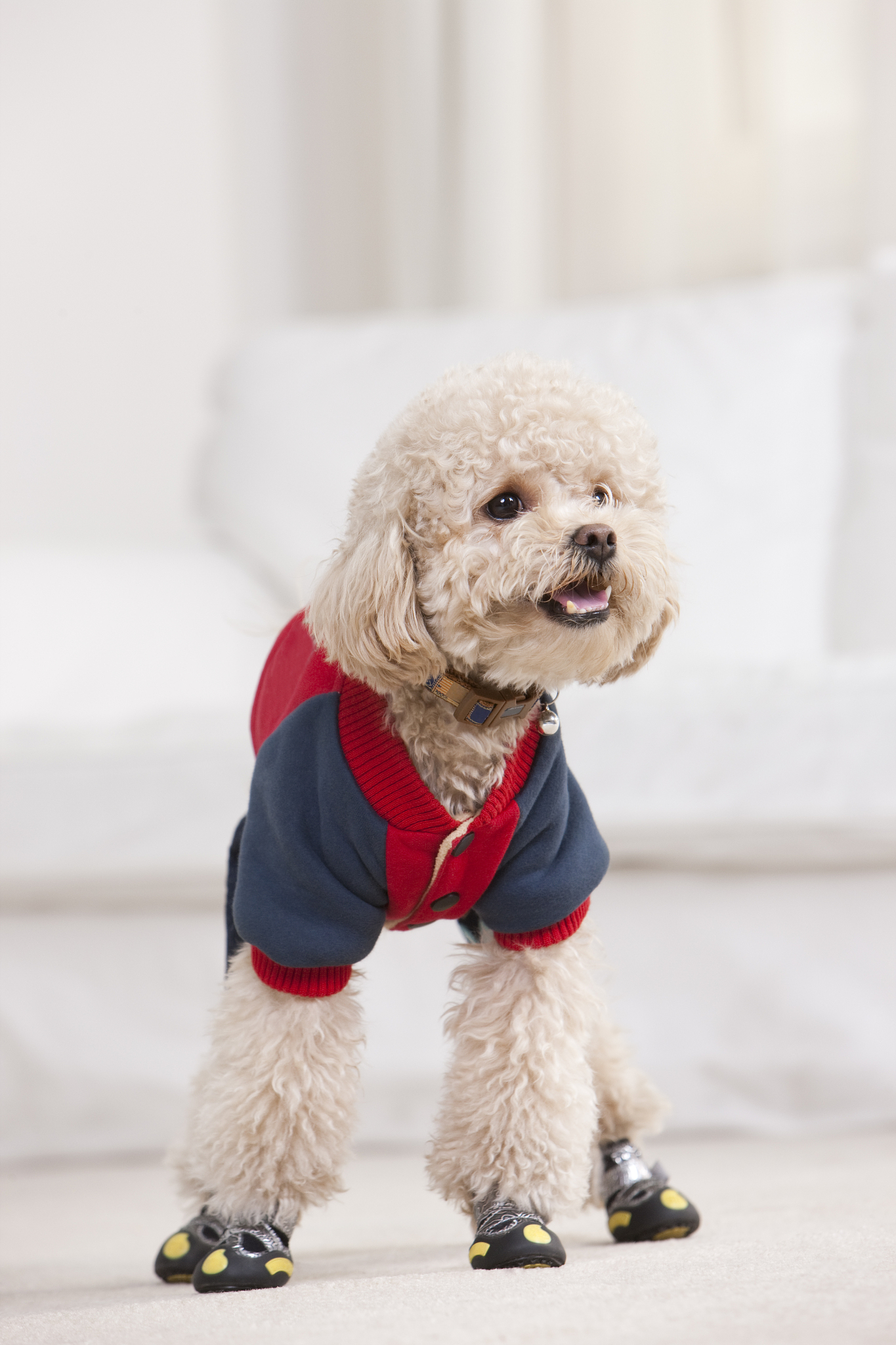 狗狗穿搭分享 | 模特犬的时尚潮流