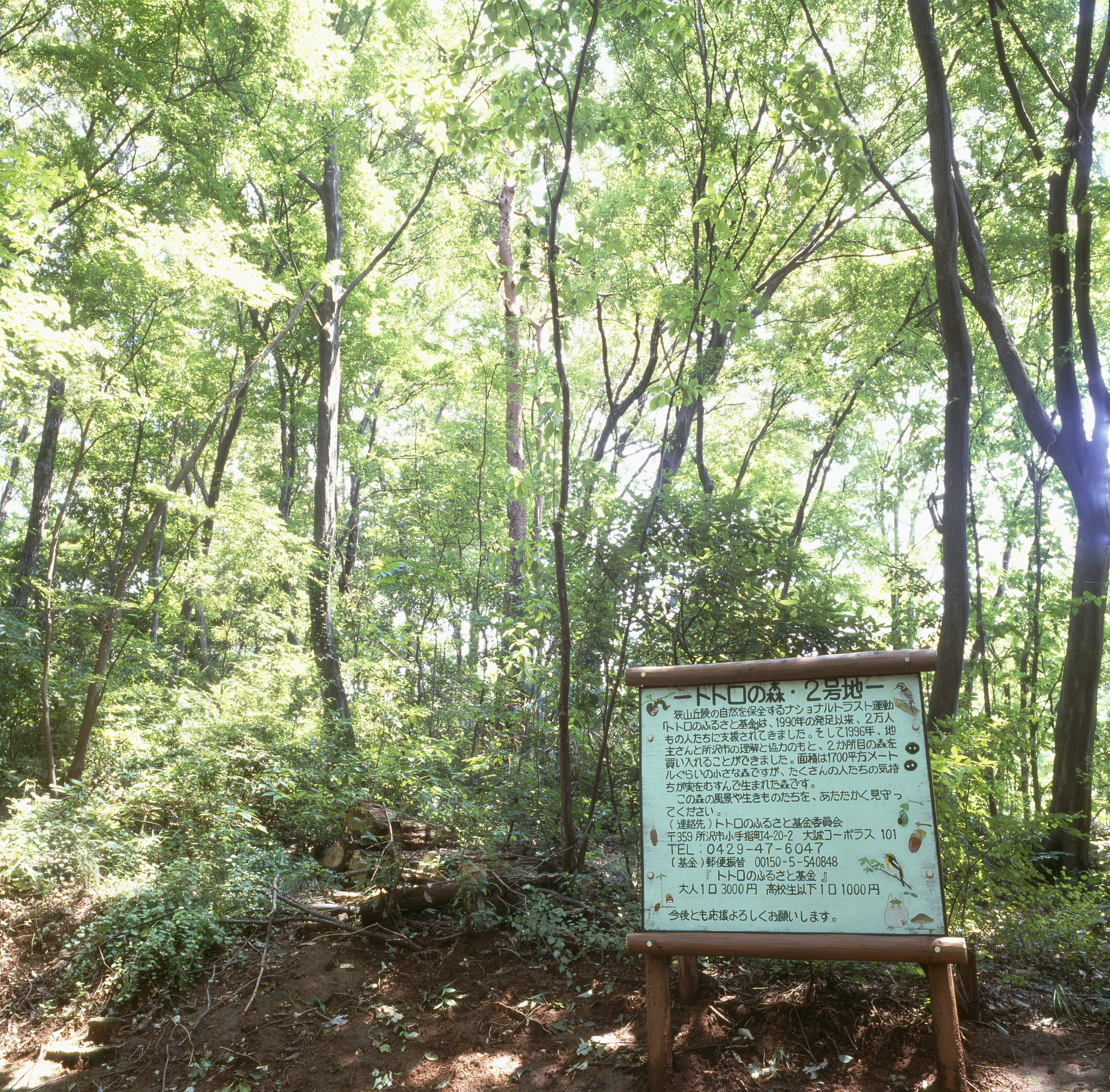 宫崎骏里面的龙猫在玩耍的场景翻译成英文