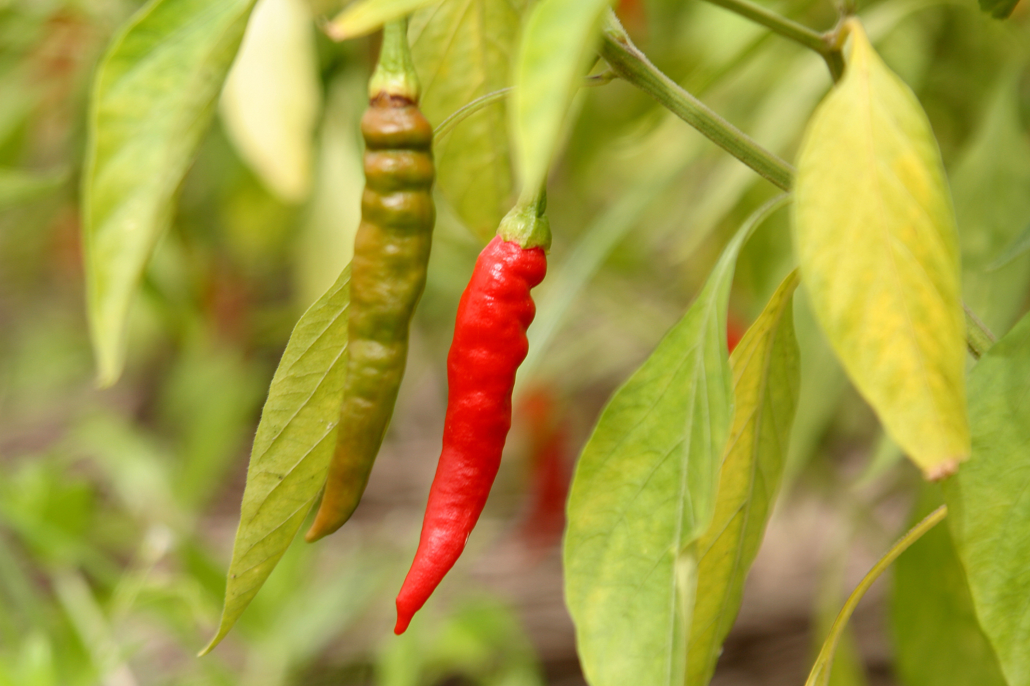 peppers on the field