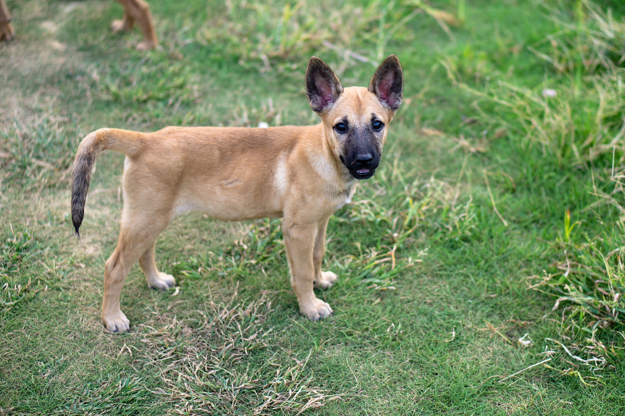 东门黄犬是什么意思