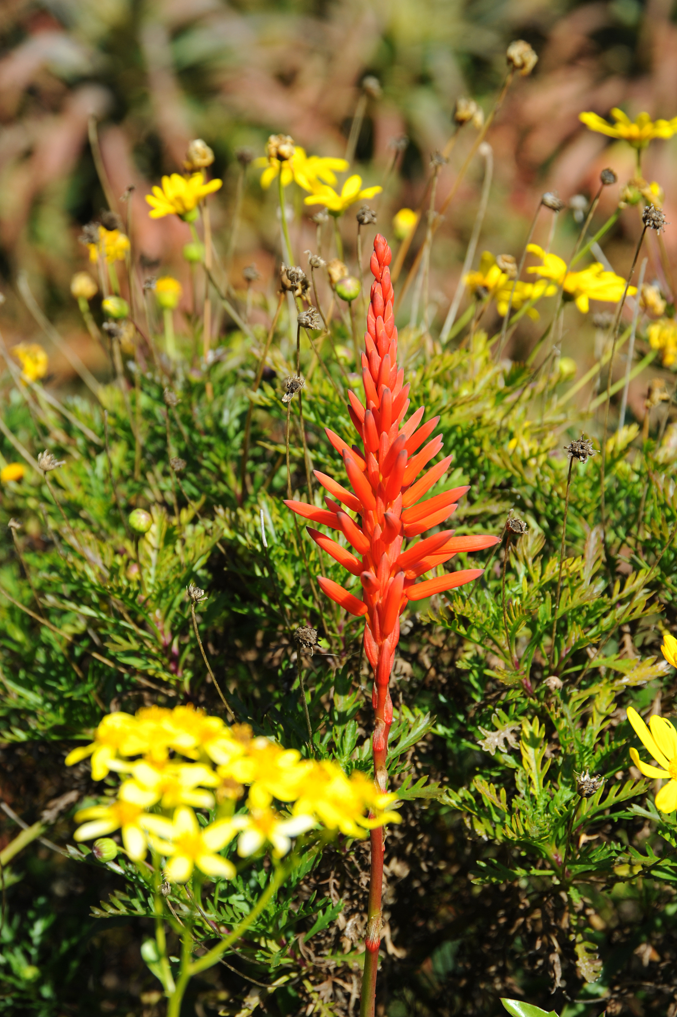 aloe in blüte, rot, spanien
