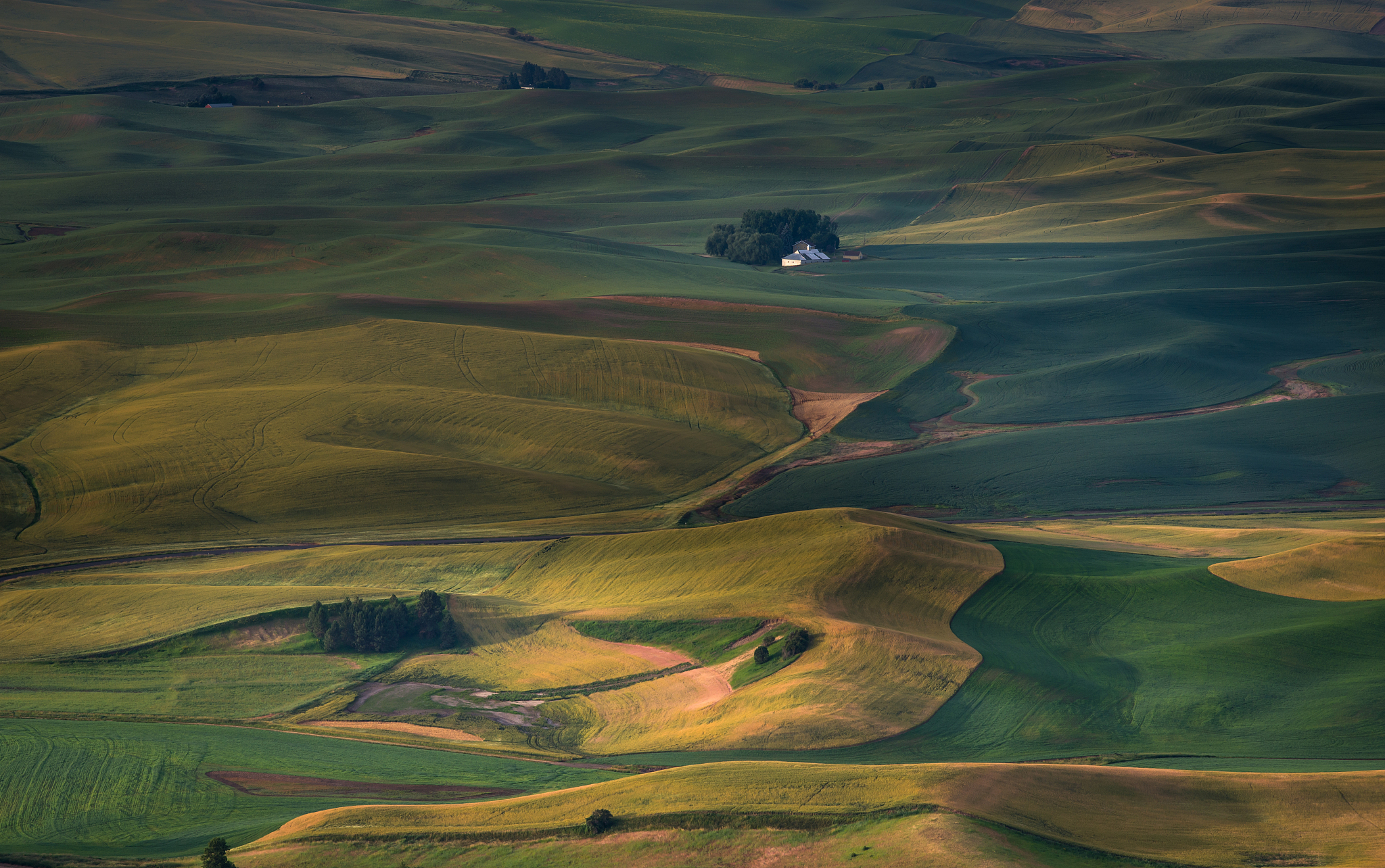 crop field in the morning, palouse hill