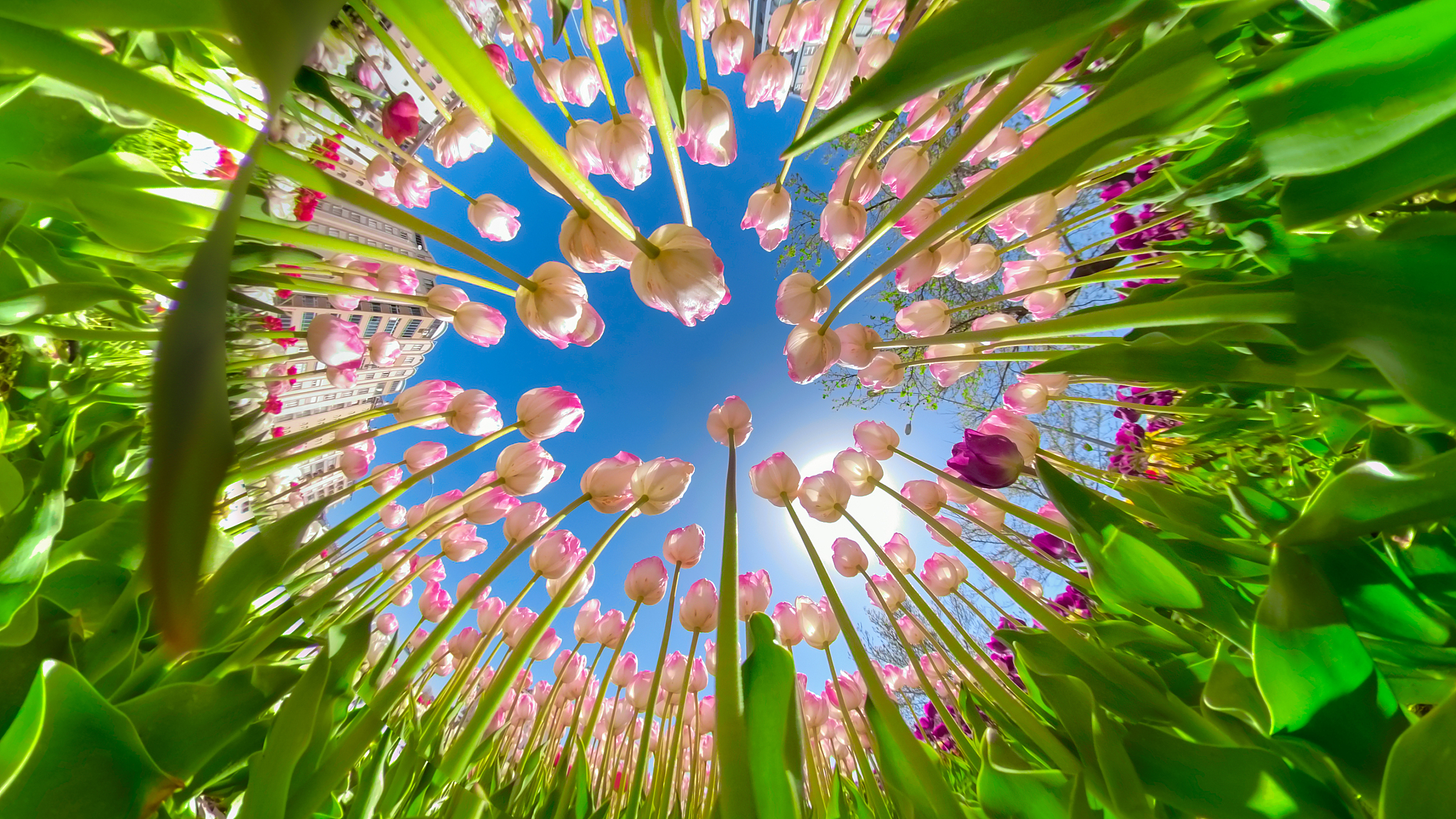 window opening into the sky through tulip flowers