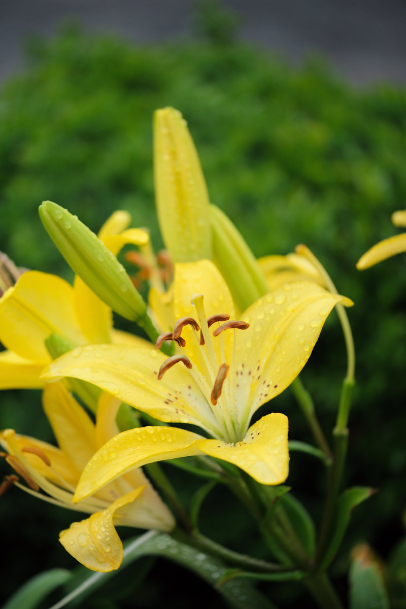 忘忧草是黄花菜吗？有什么区别400字