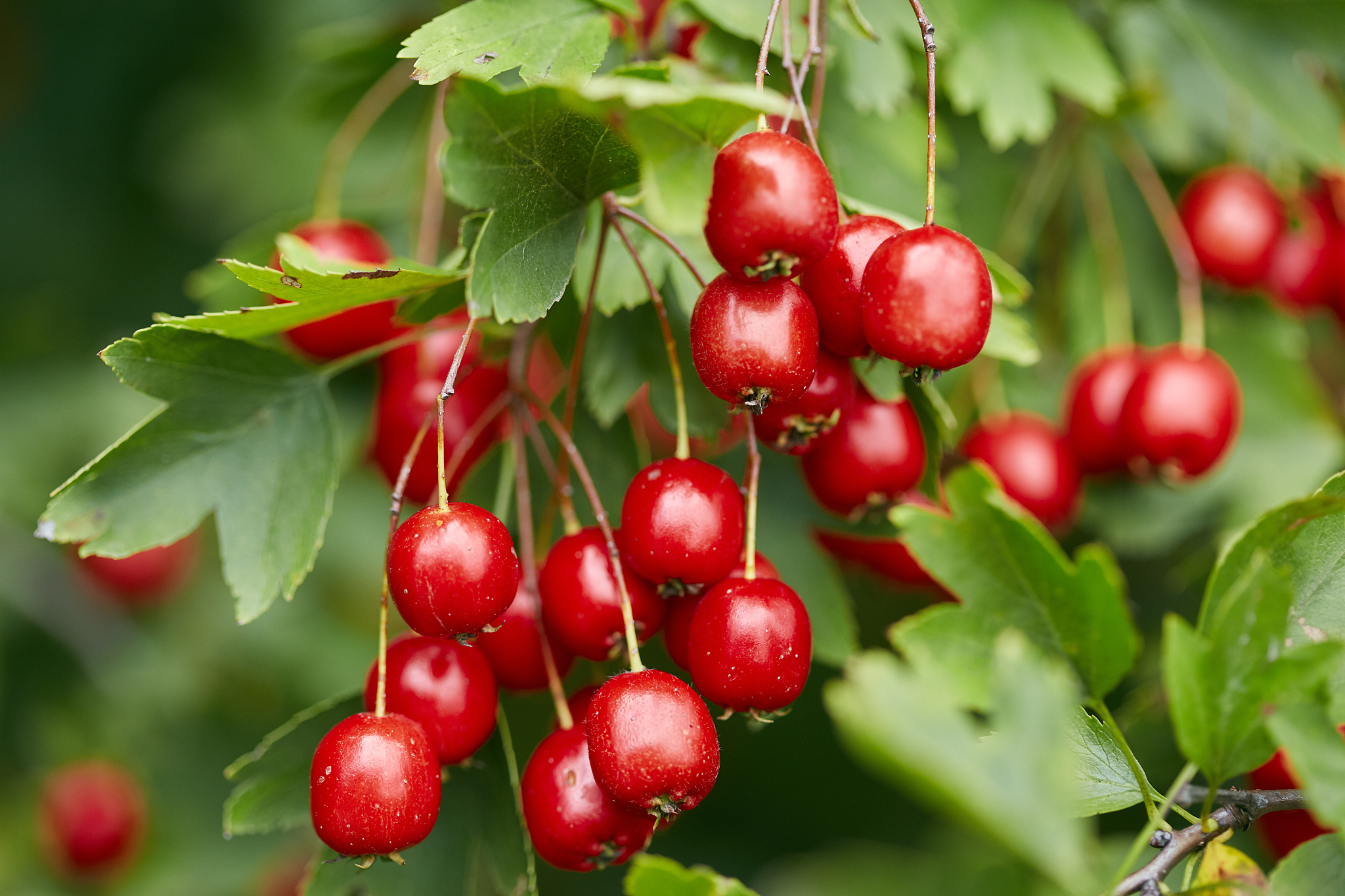 hawthorn bush ripe