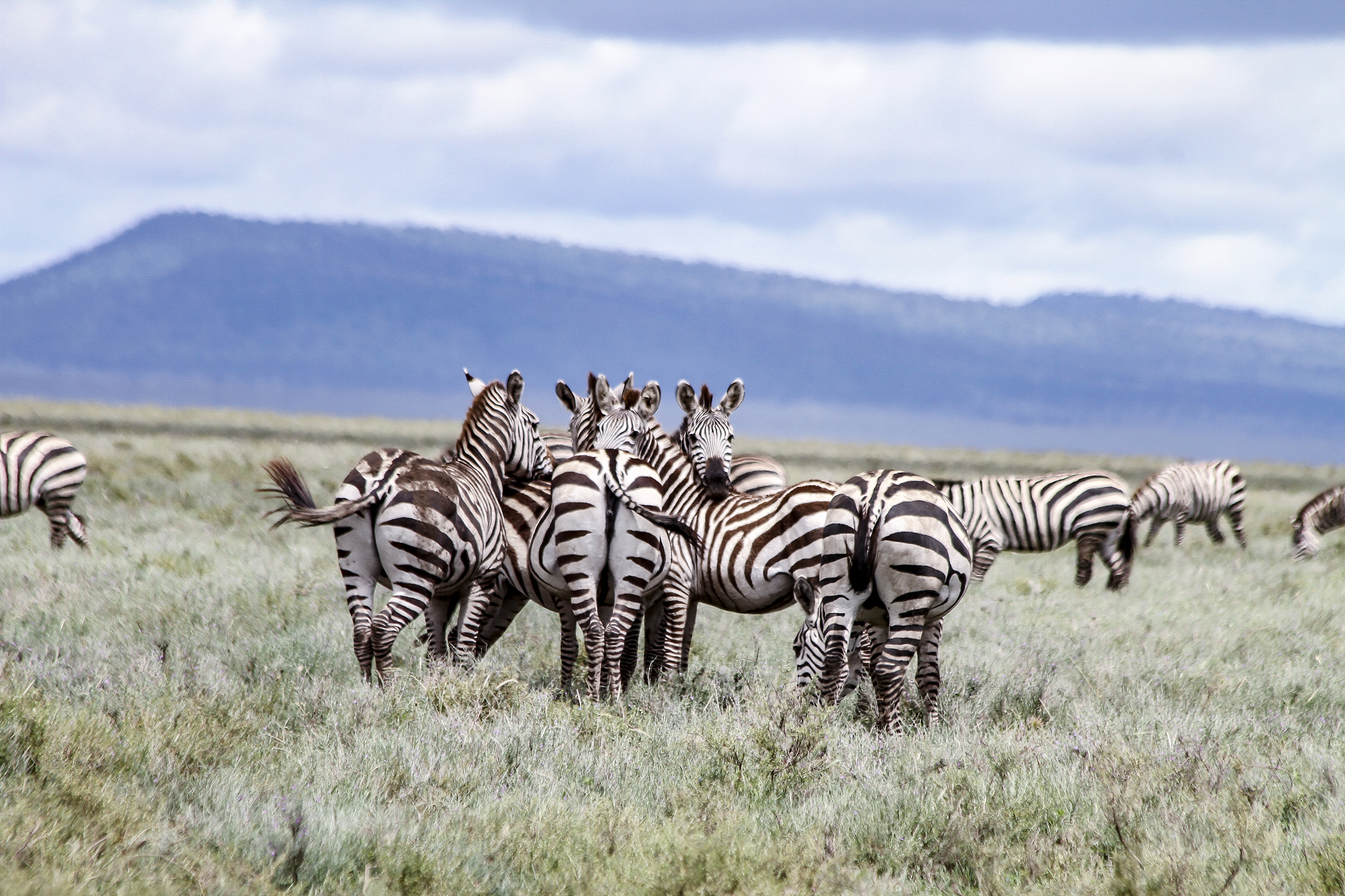 herd of zebras cuddling