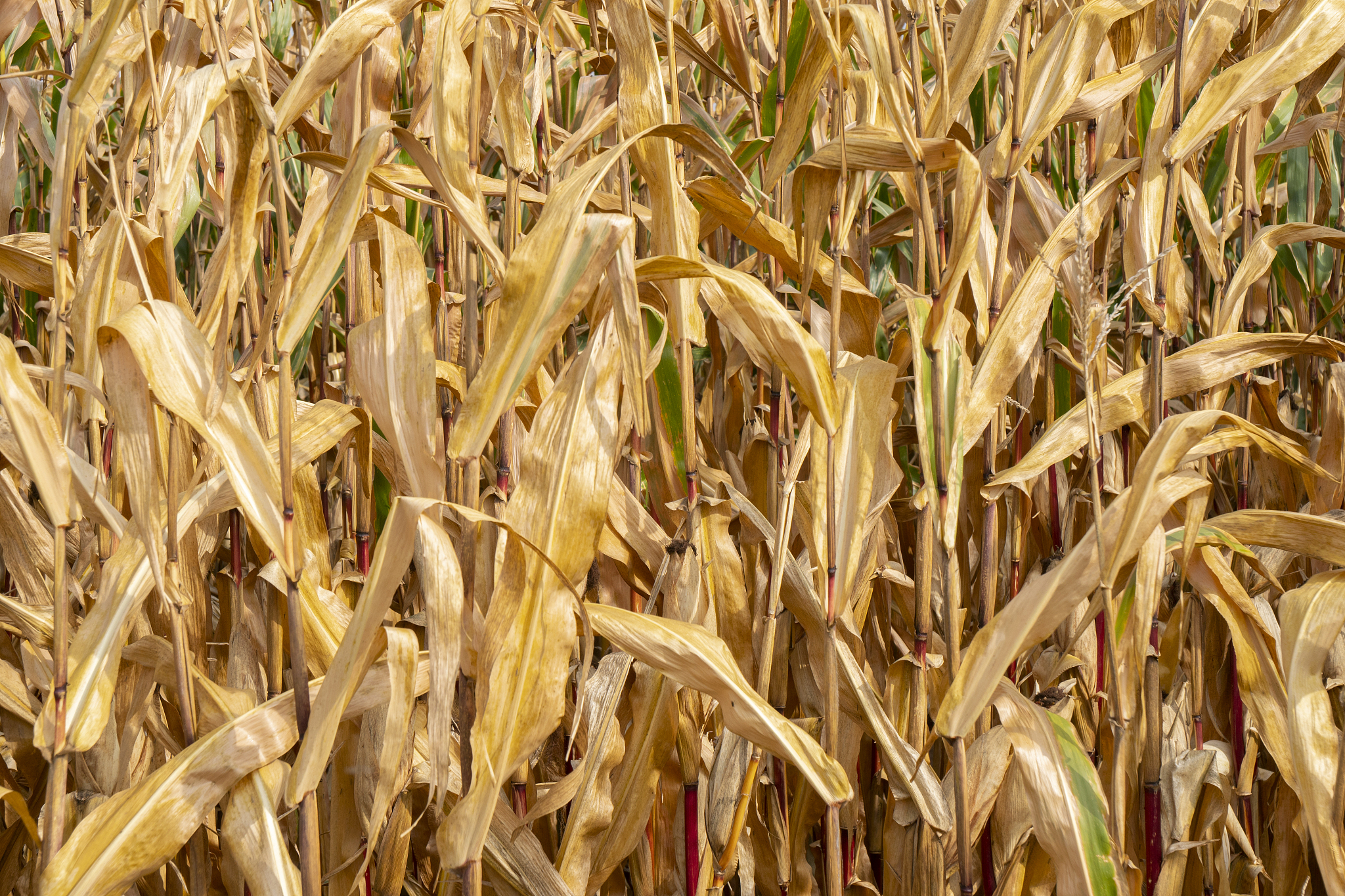 倒春寒对农作物产量影响的矛盾因素分析：温度异常与温度差