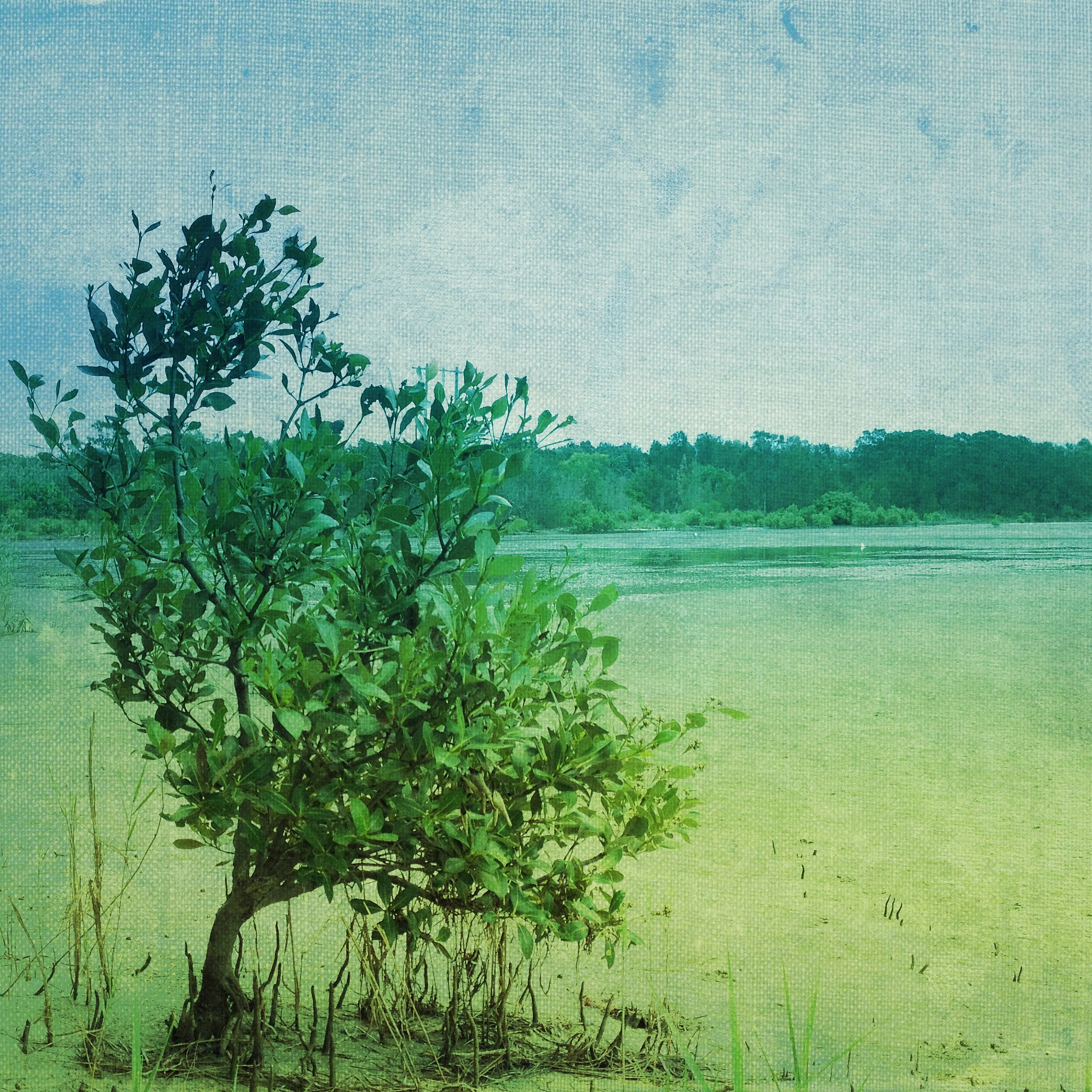 岛屿忽现+柠月清风是什么意思帮我用200字详细描述