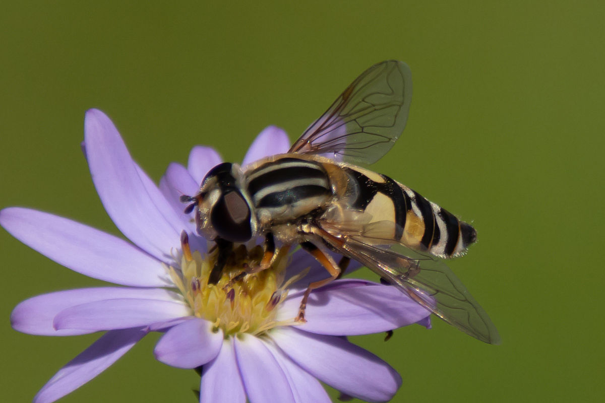 微生物分类原则