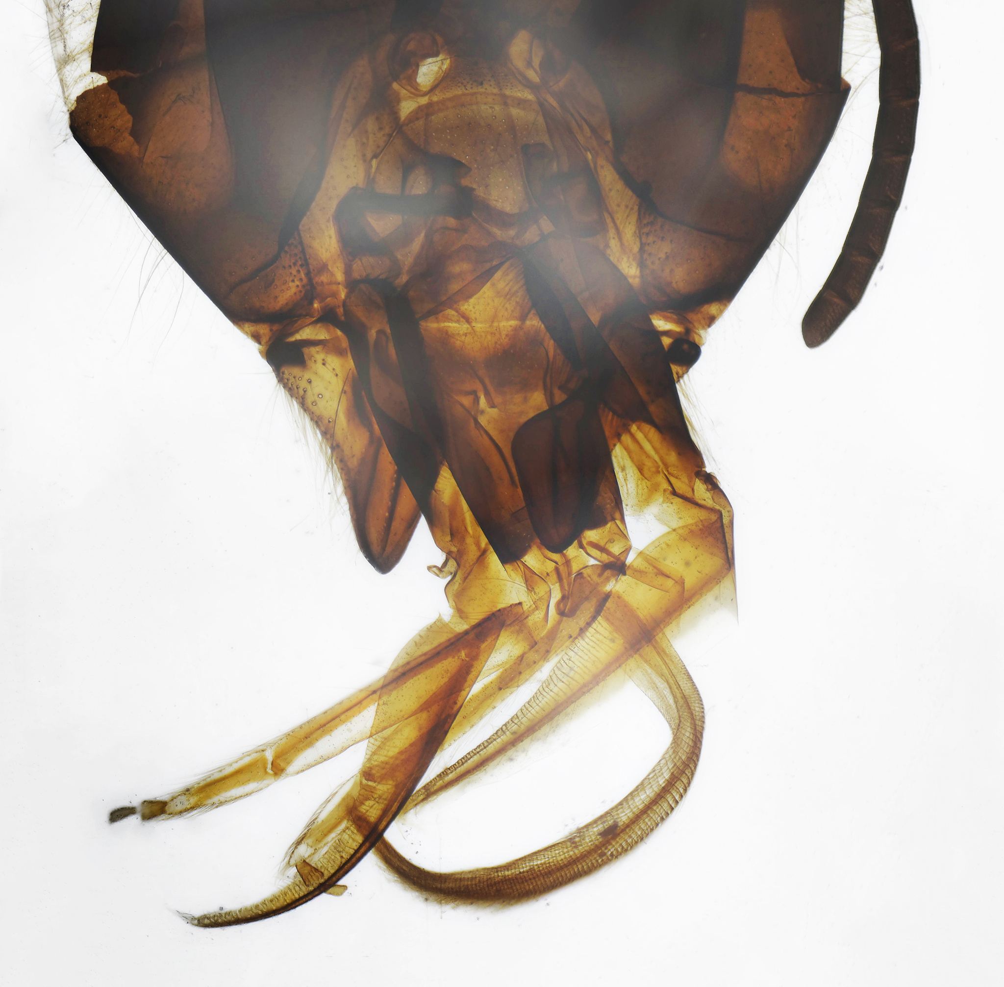 大二动物科学学习计划：解剖学、生理学、实践与学术交流