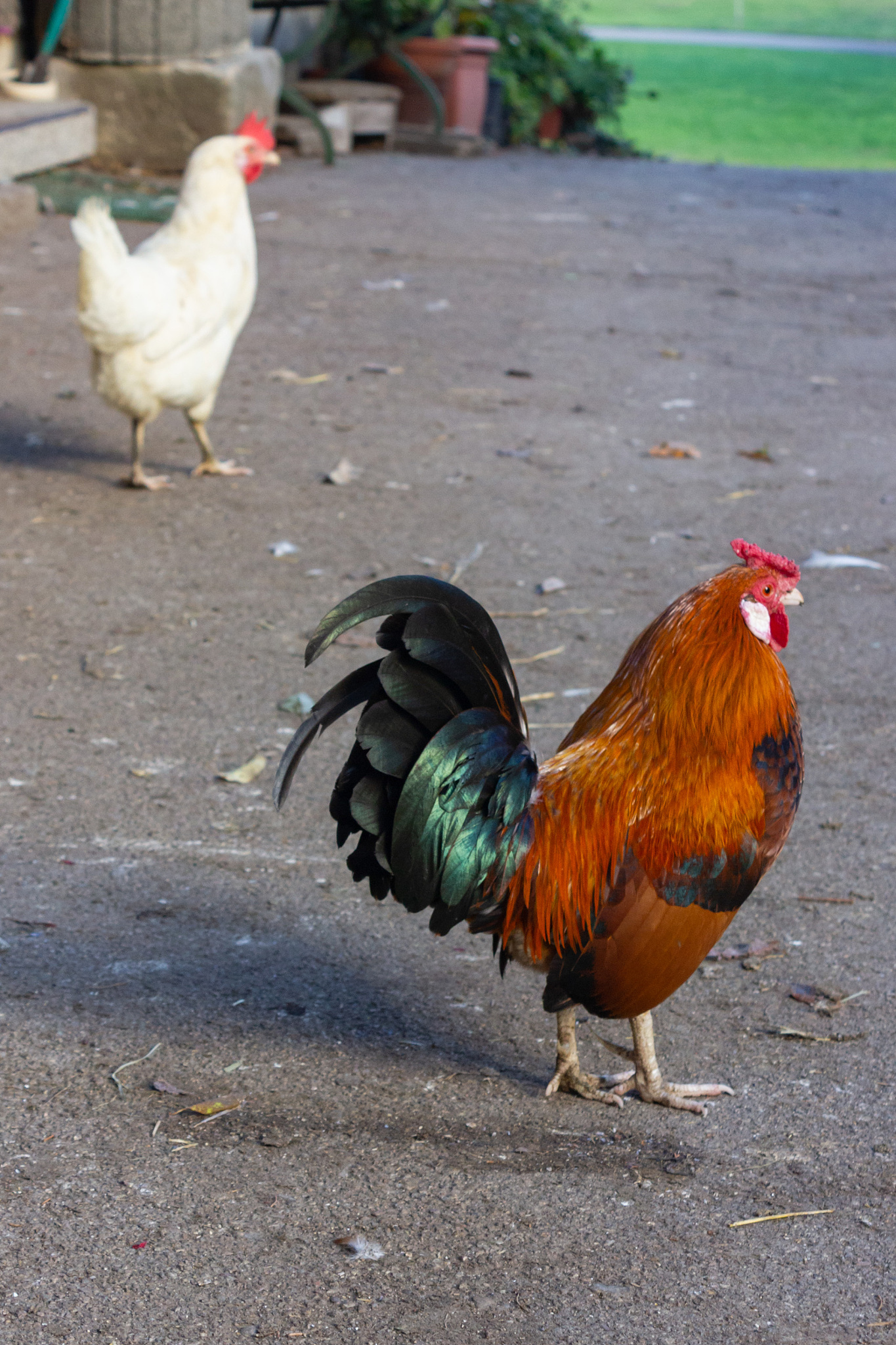 little red rooster on a chicken farm in bavaria