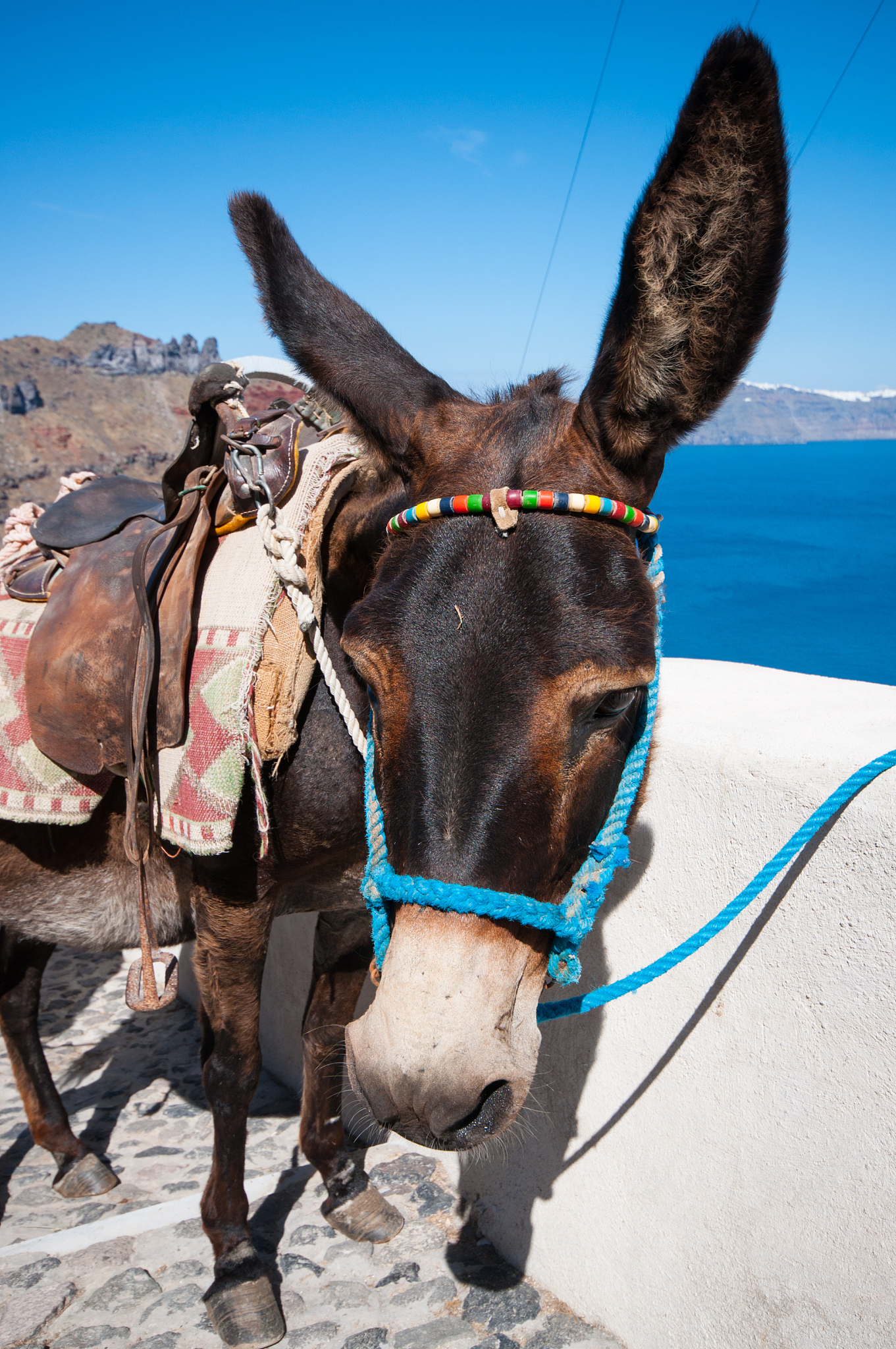 donkey in santorini