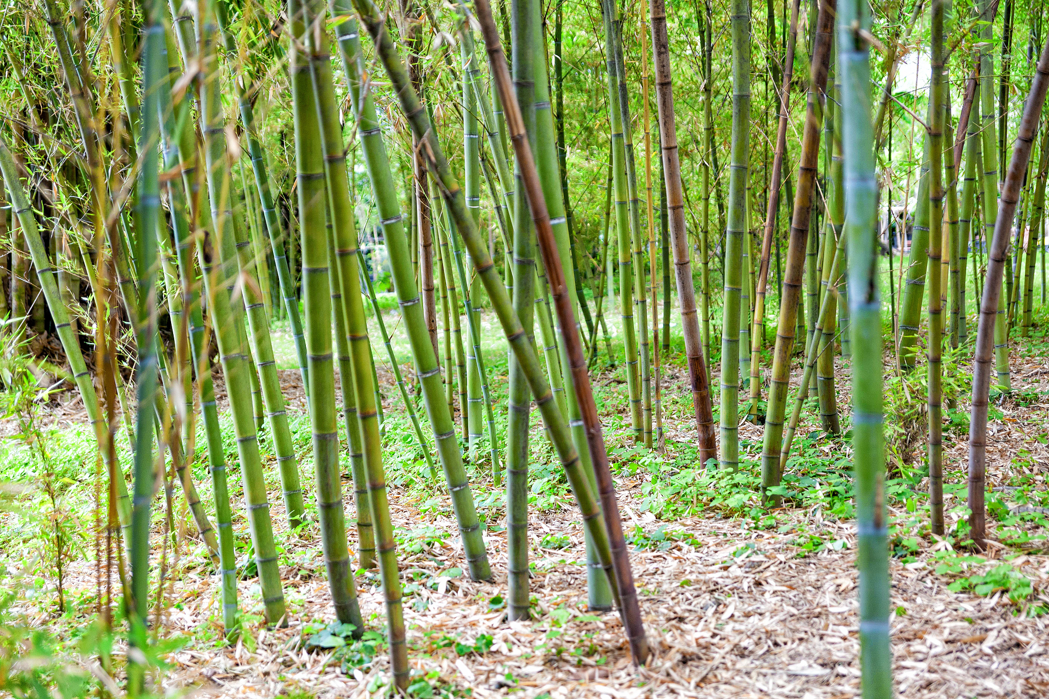 italy, naples, reale orto botanico