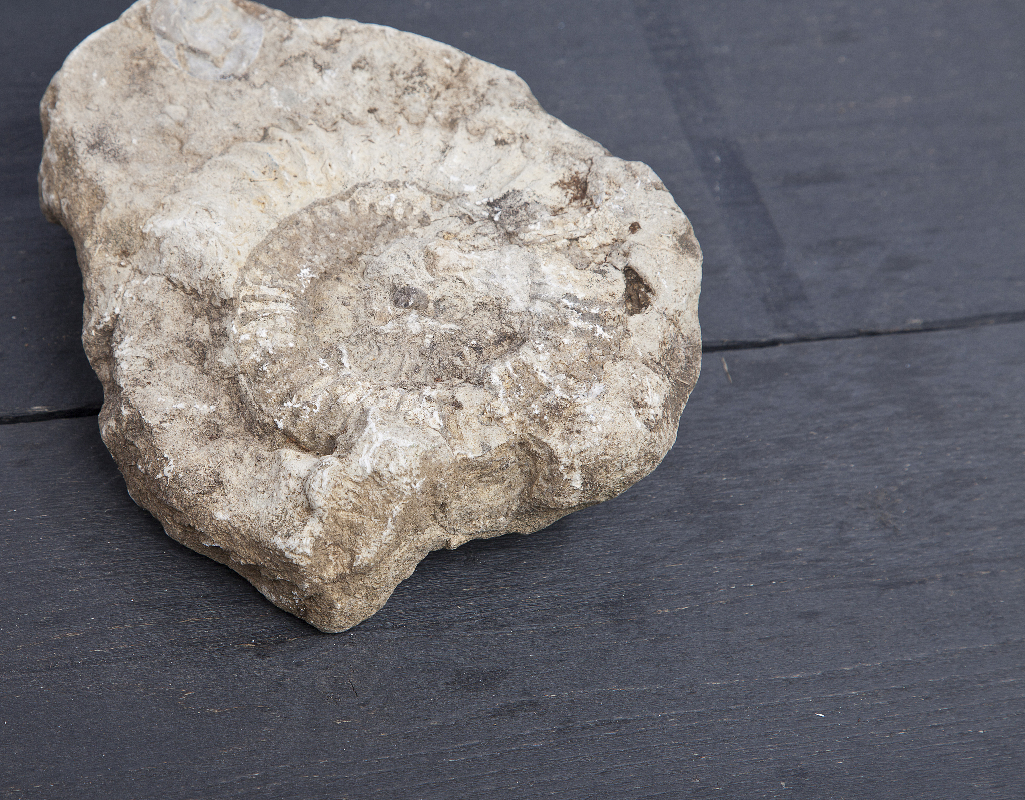 石头上为什么会有贝壳？二年级科学小知识