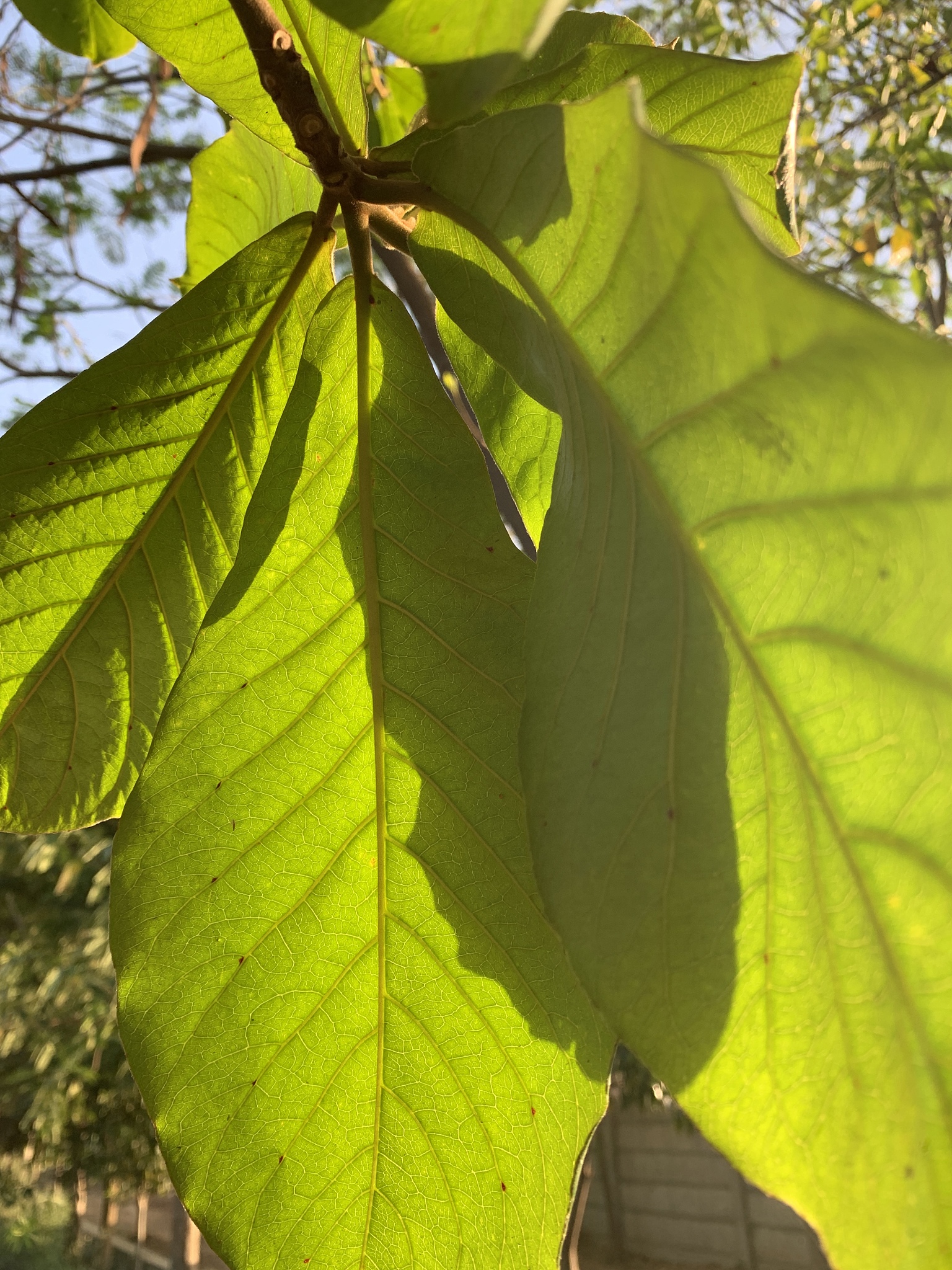 greel leaves in farm