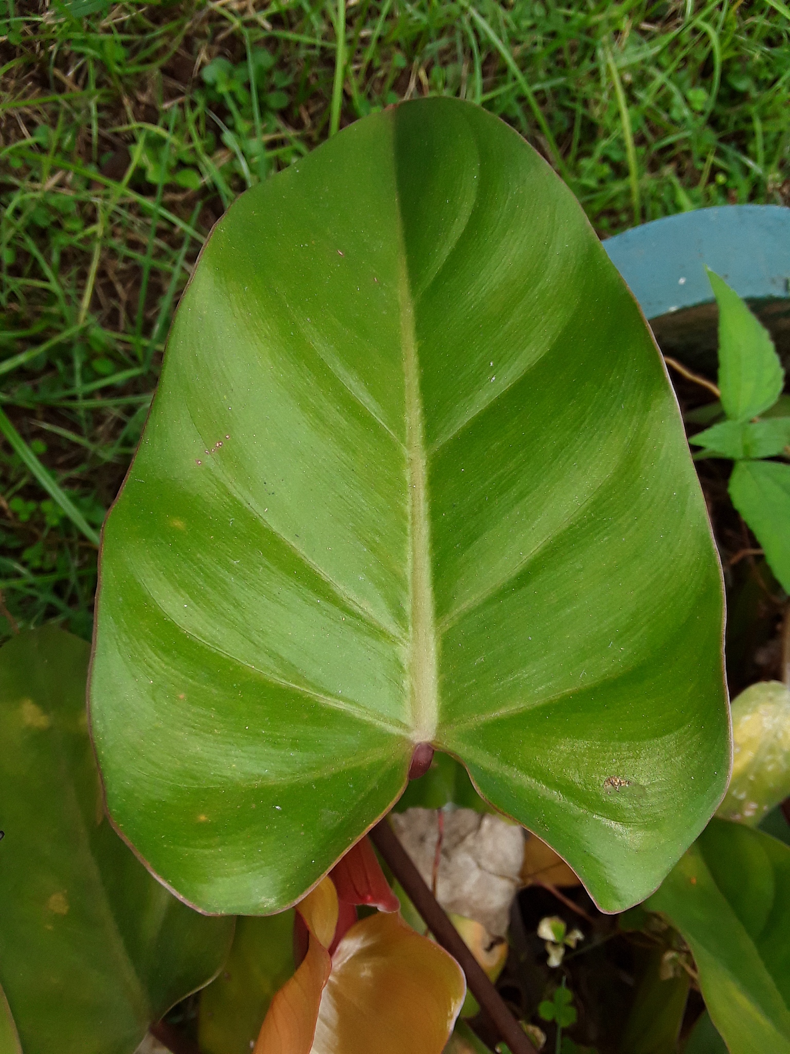 the beautiful leaf. very  useful big red and green leaves