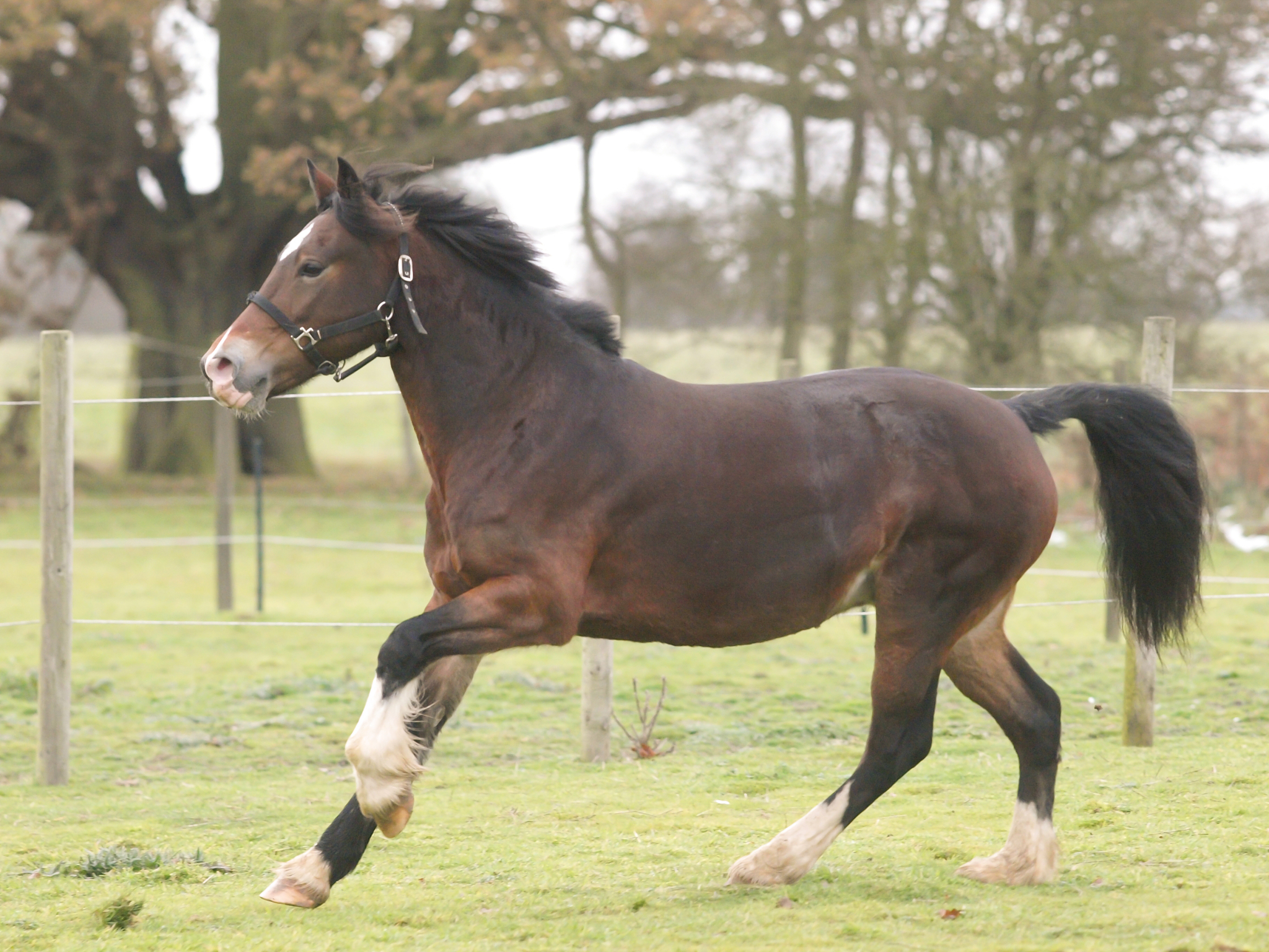 young horse at liberty