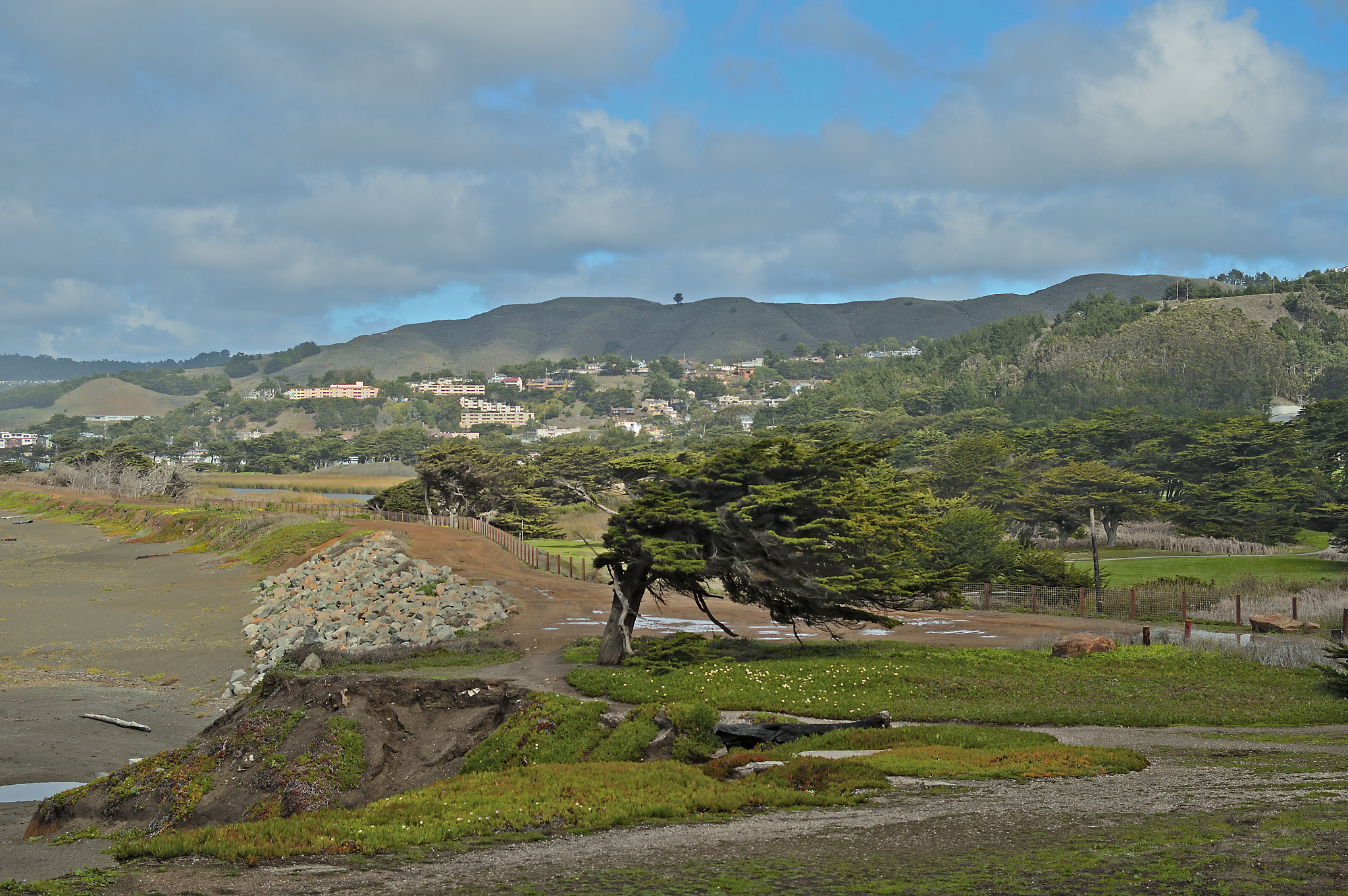 beach view walkway, footpath & cypress tree,
