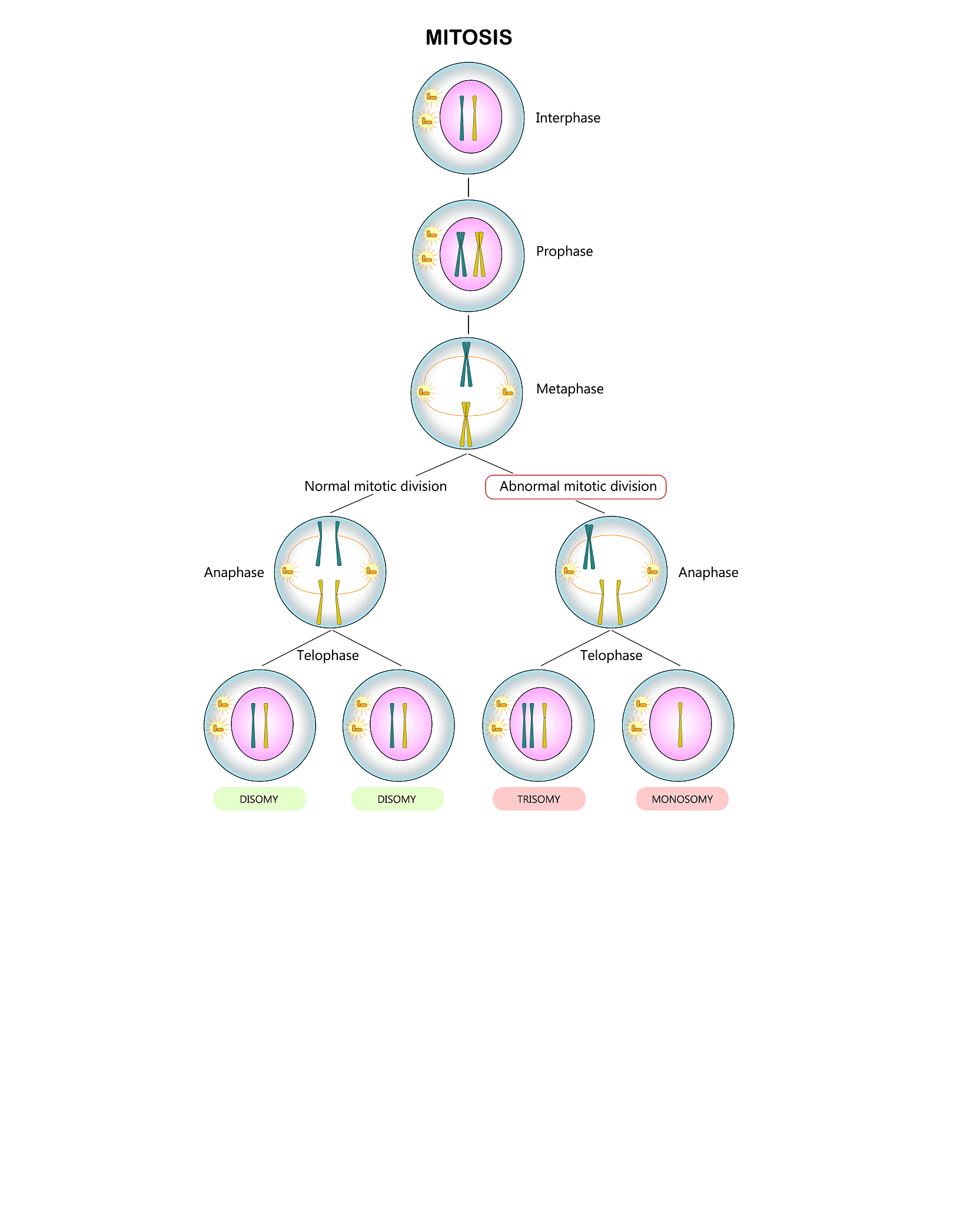 问题描述：某种生物大小为整数随机变异为不超过其大小的一半当大小为 1再次变异就只能消失了。求解变异图谱。第 4 页 共 6 页输入格式：一个数 n为该生物第一代的大小。输出格式：前面若干行每行为该生物的变异路径。最后一行一个数为变异的可能情况数。输入样例：10输出样例：10-110-2-110-3-110-4-110-4-2-110-5-110-5-2-17数据范围：N=200cpp code