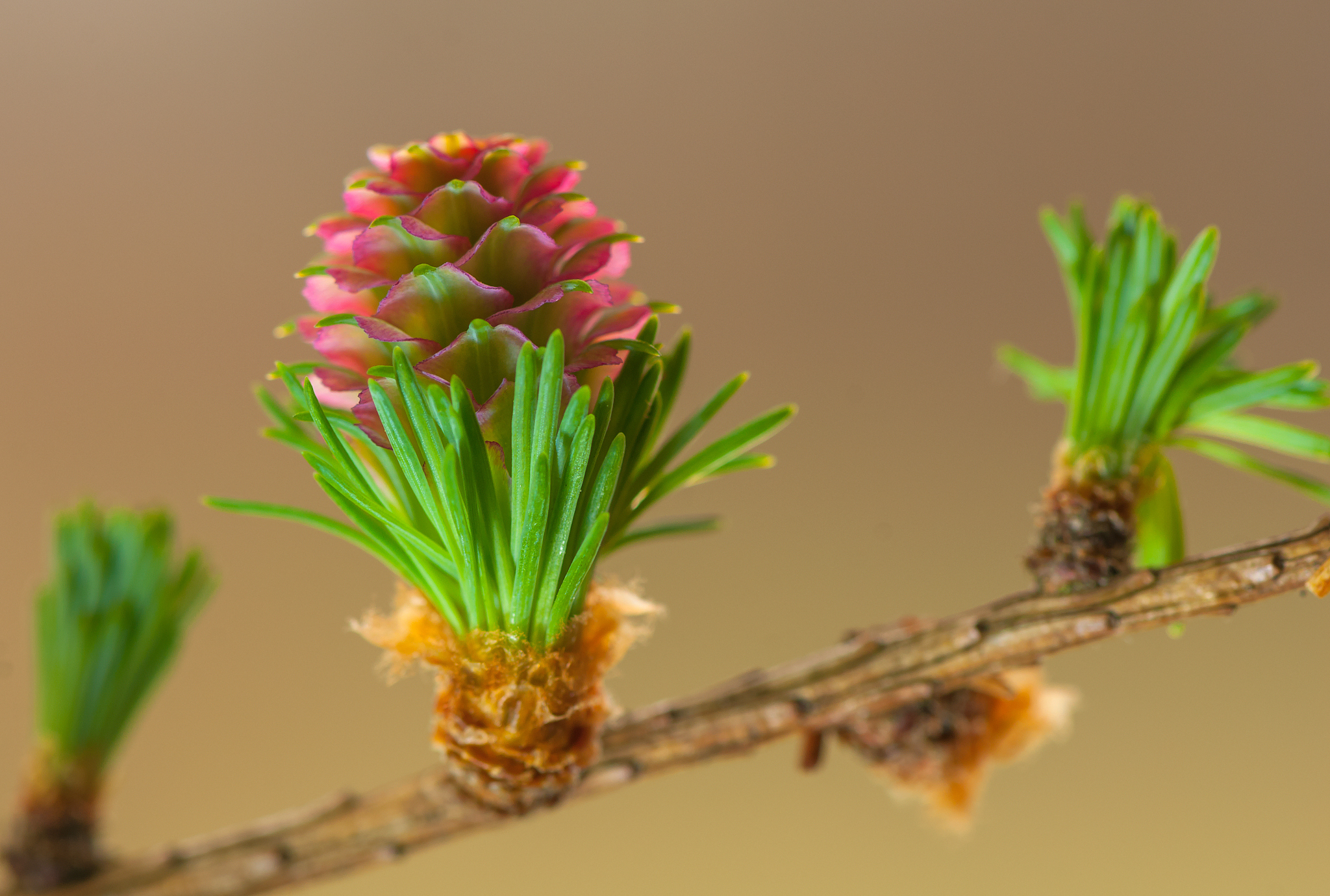 裸子植物：特征、种类与价值 | 植物学概述