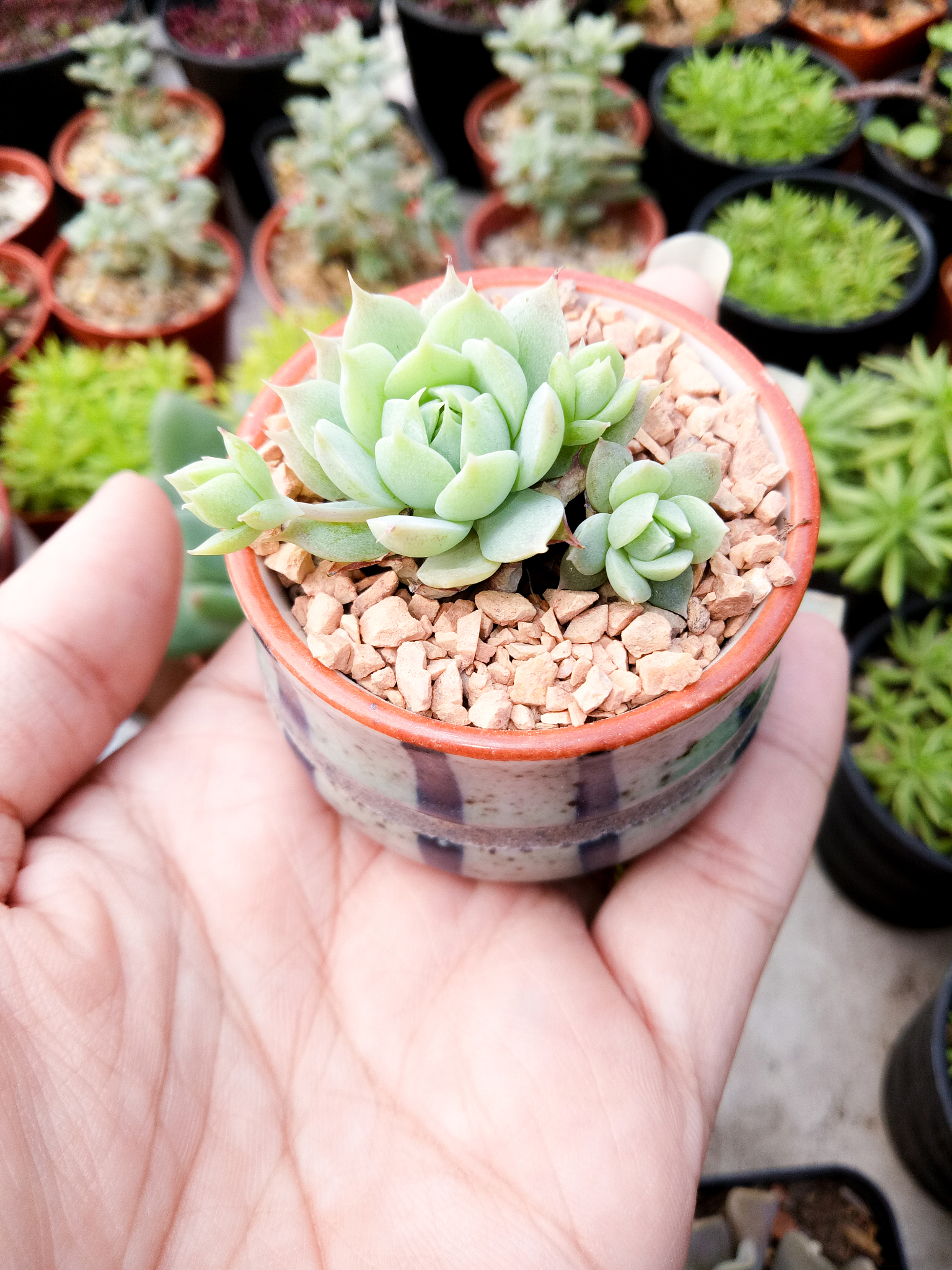 CURRENT OPINION IN PLANT BIOLOGY期刊详细简介