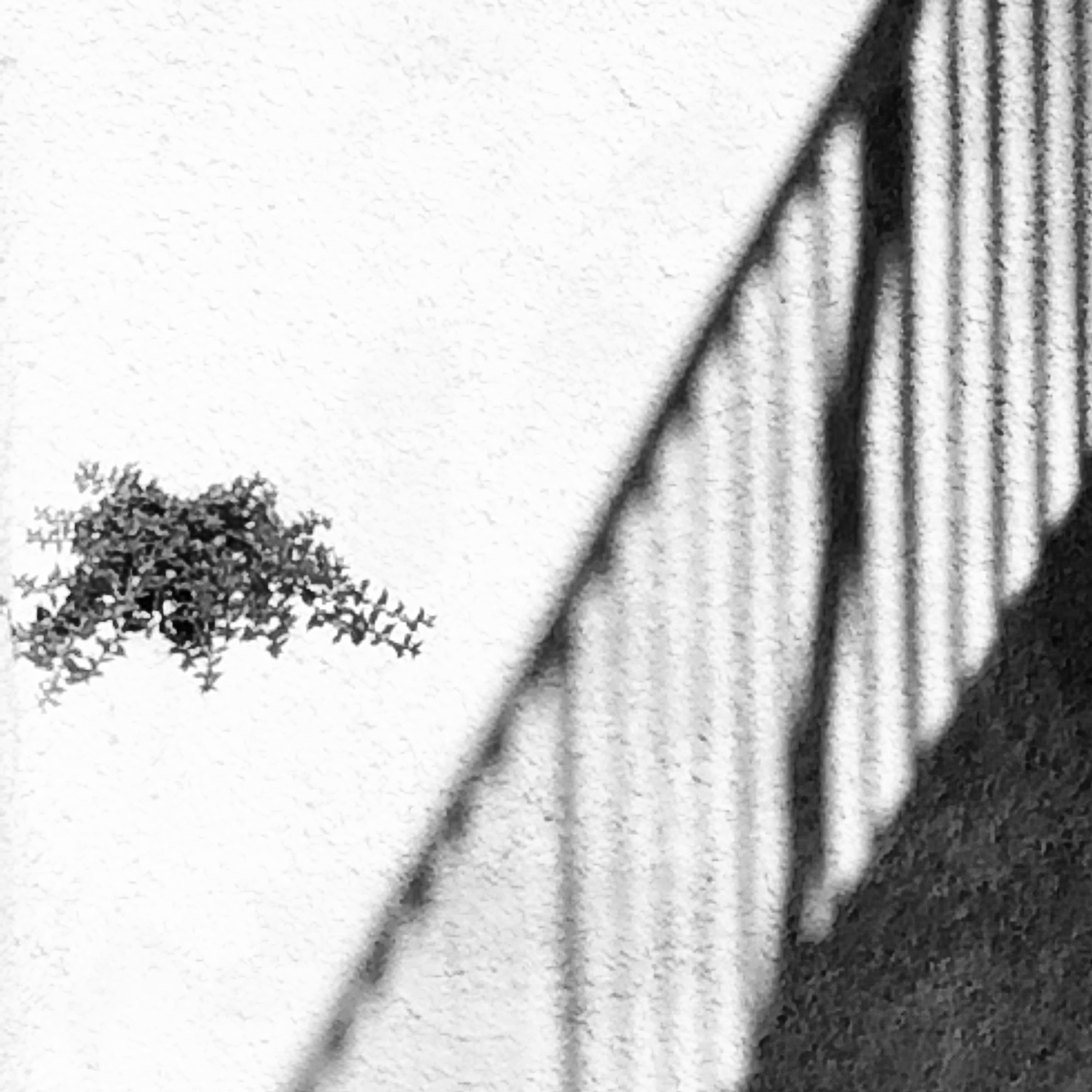 1200字关于光影在黑白摄影中的应用技巧