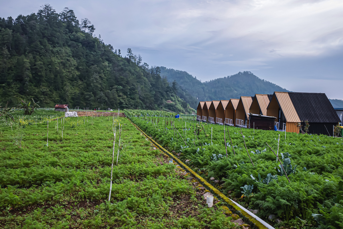 五指山市乡村振兴战略启示：发展农业产业、促进旅游、改善基础设施