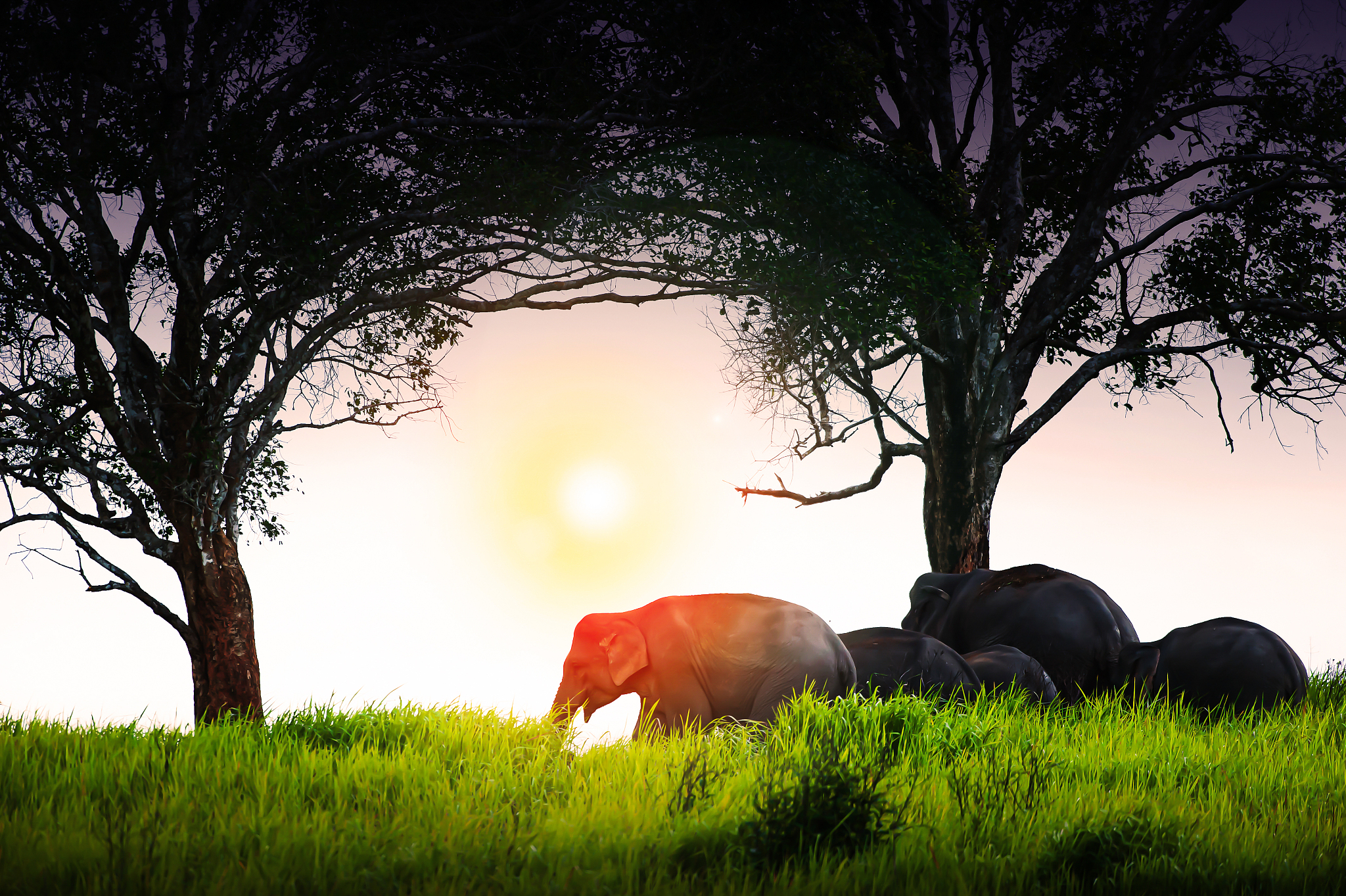 an asian elephant herd grazing on the grassland at sunset.