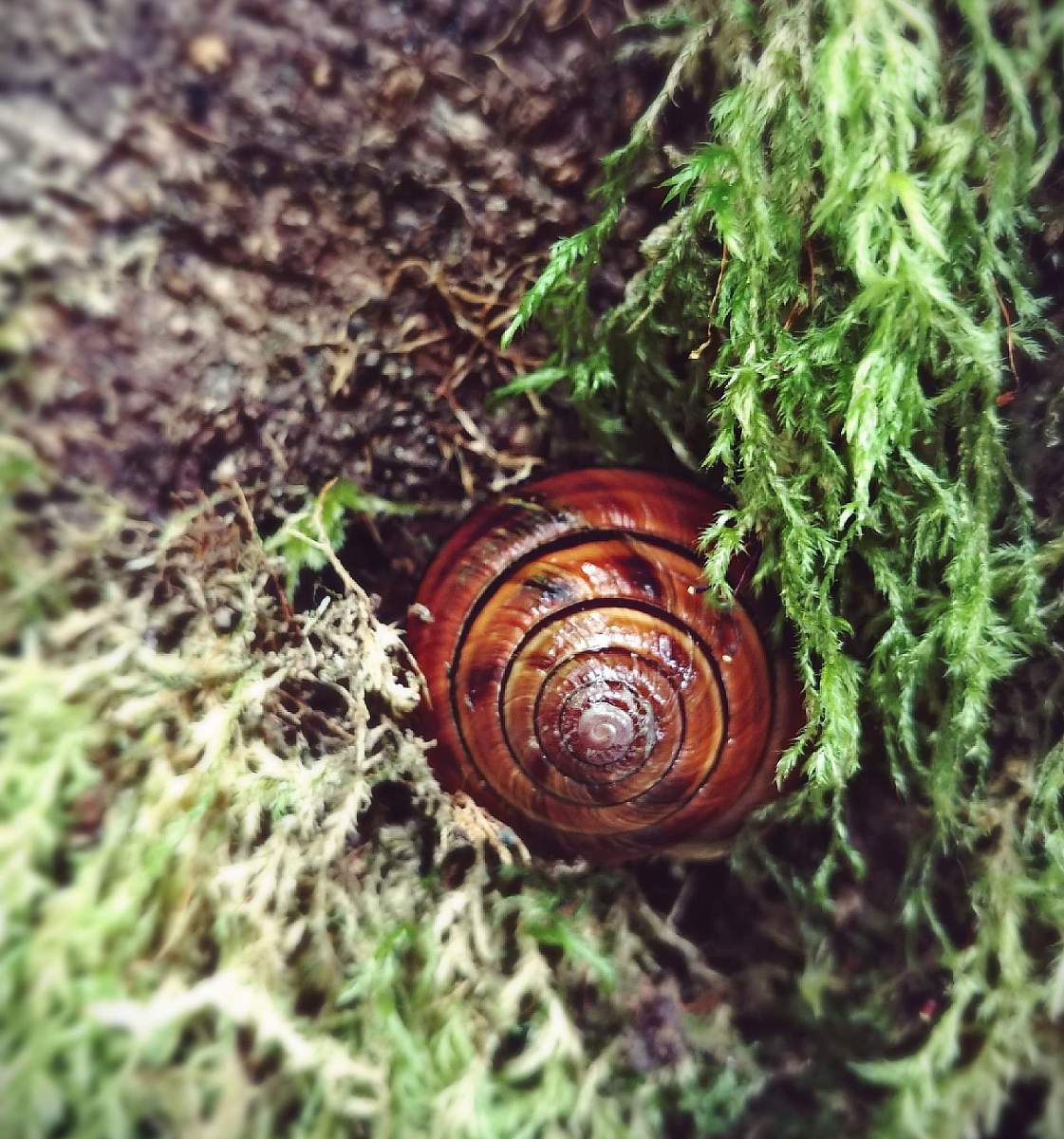 写一首诗主题：家园