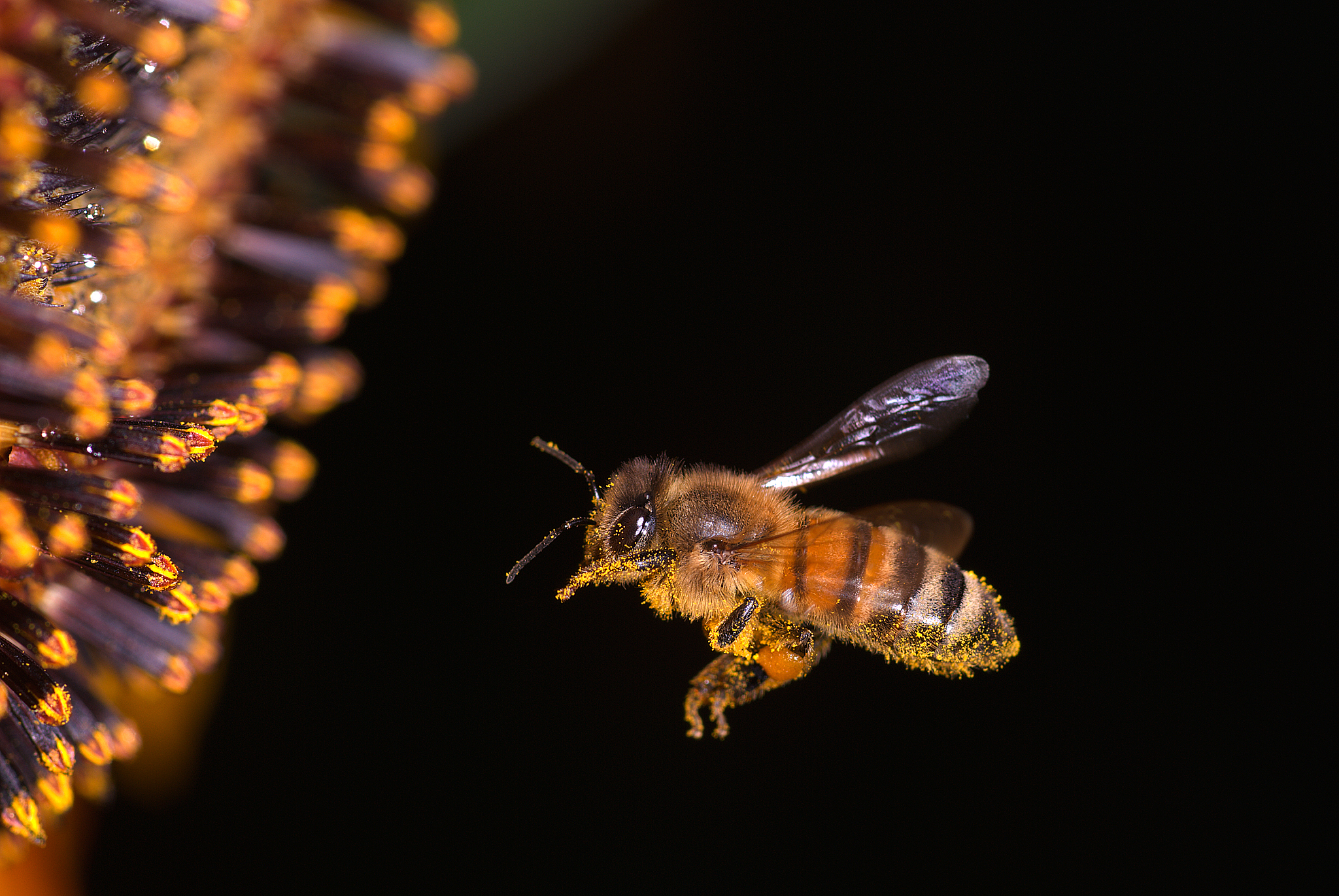 动物和植物如何繁衍后代？