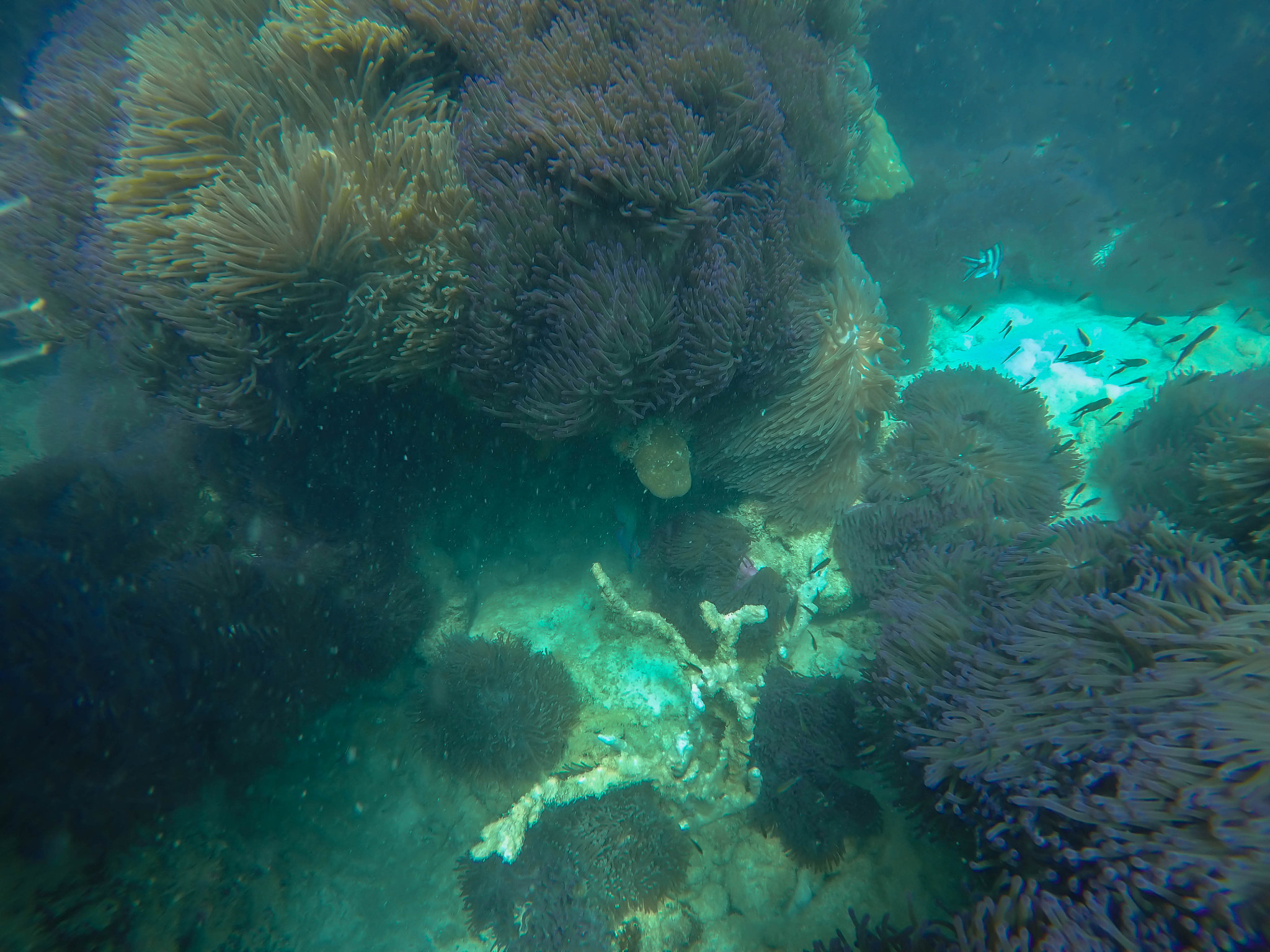 colorful coral reef in tropical sea
