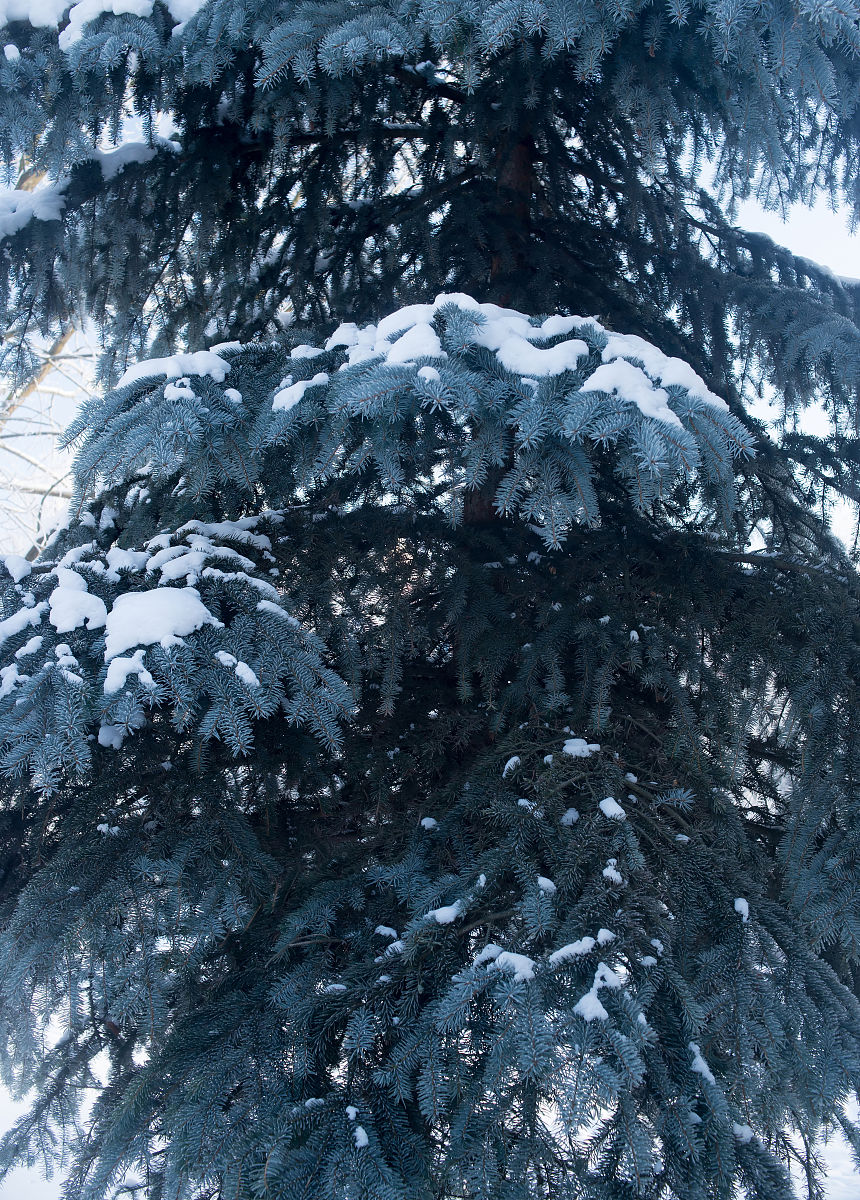This section discusses the probability data related to frost temperature occurrences for 116grid points with a horizontal resolution of 10 9 10 km The aim here is to summarise theprobability for all g