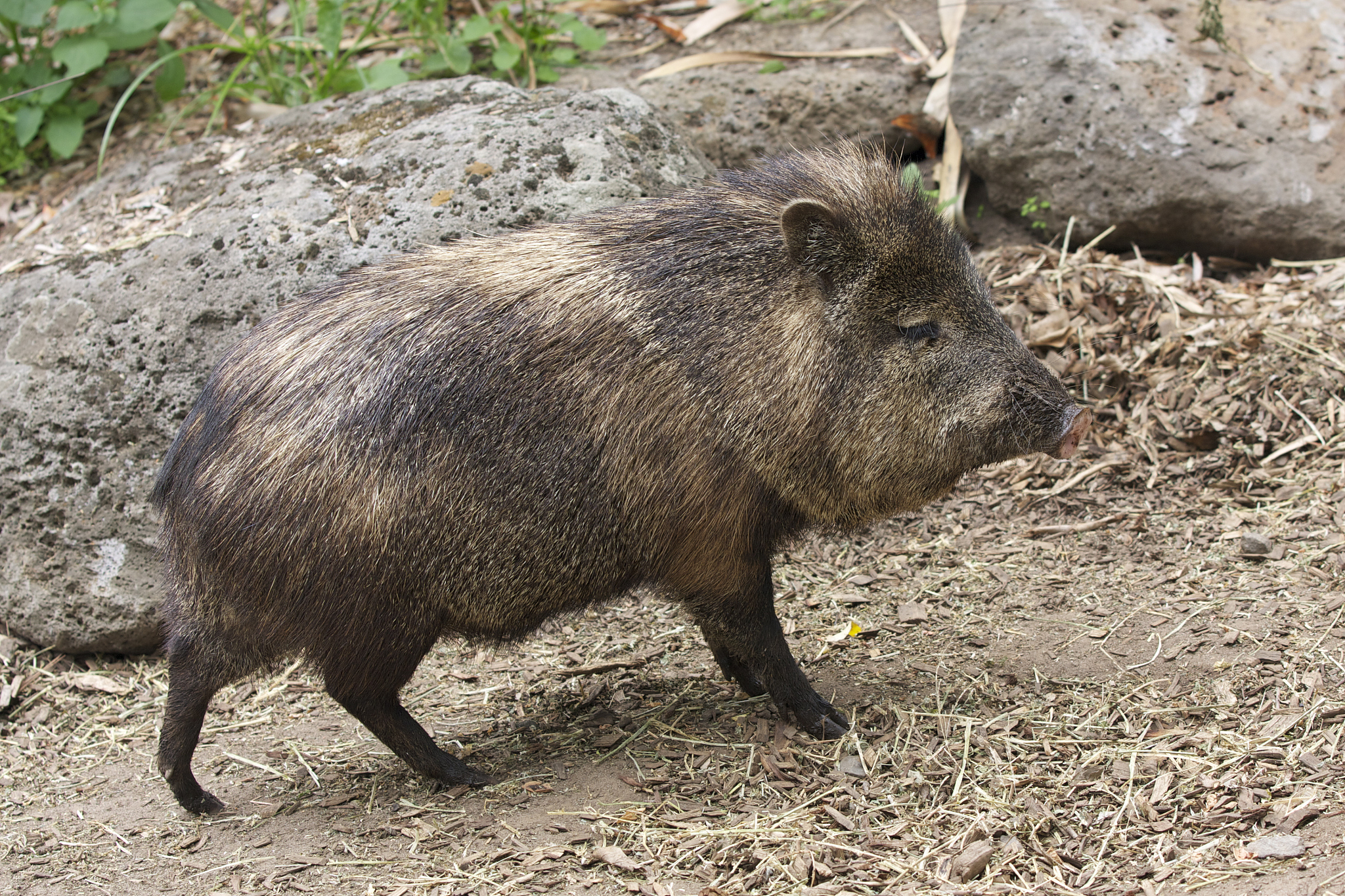 野猪的主要食物是什么？